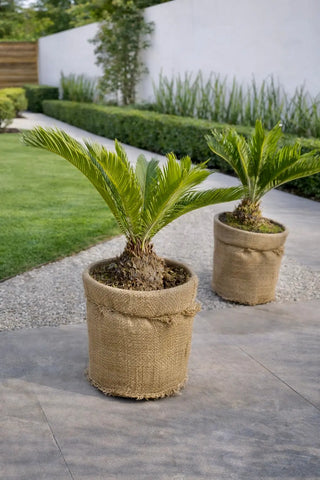 Cycas Revoluta
