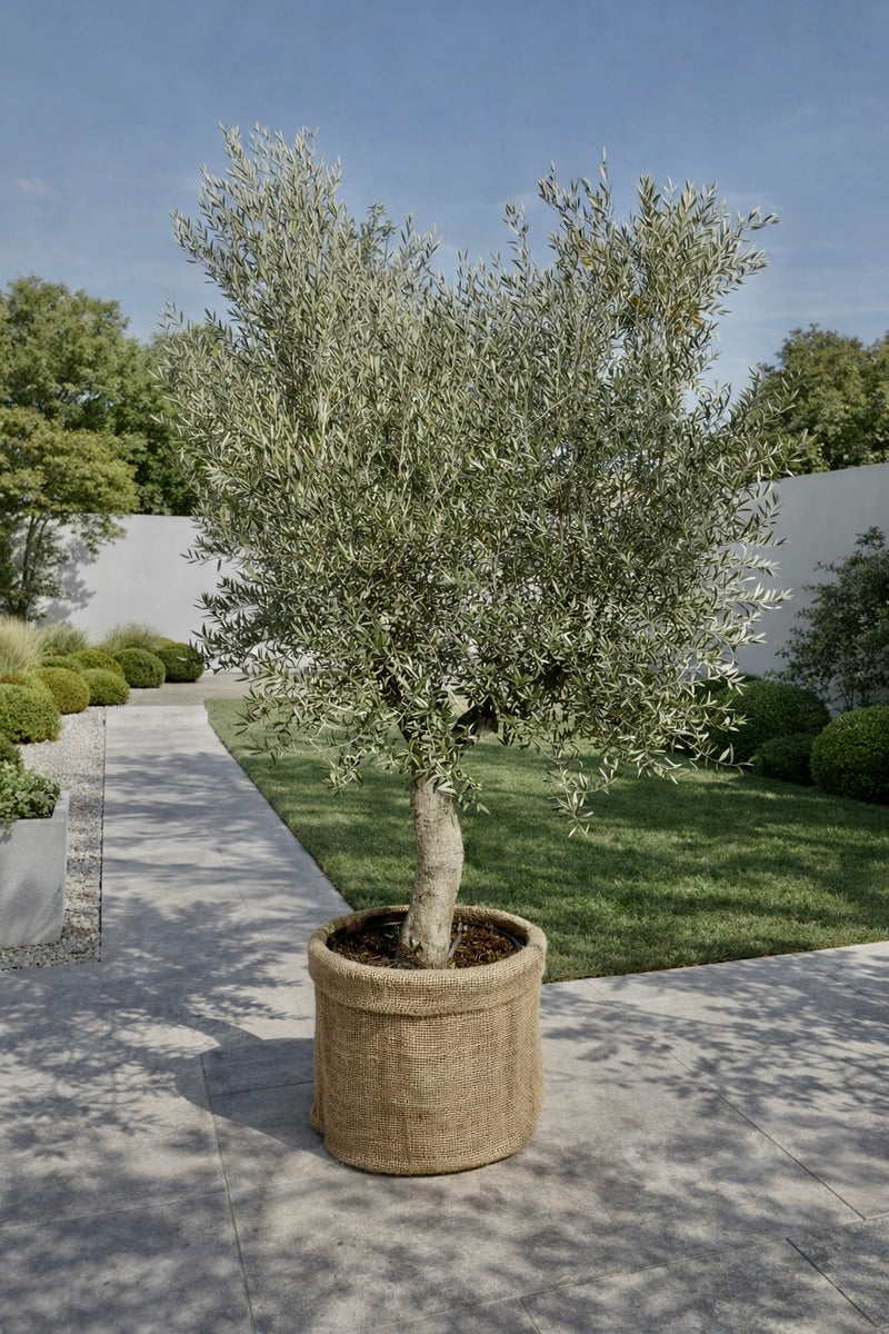 Olivier de production