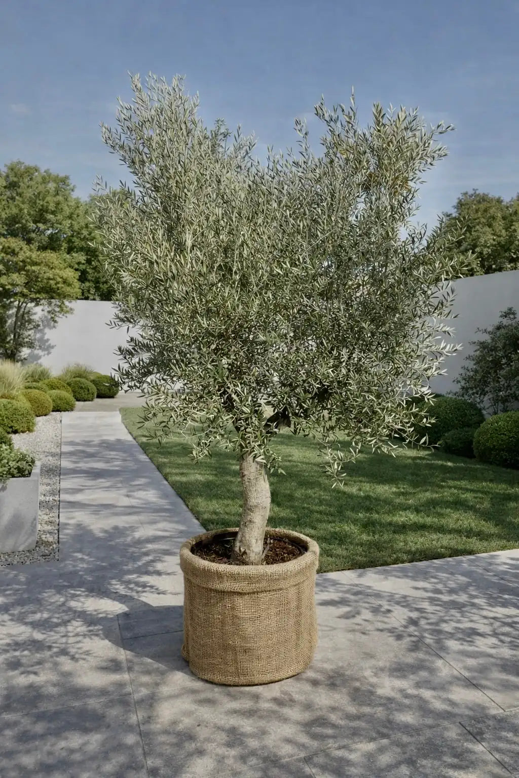 Royal Palm Aix 