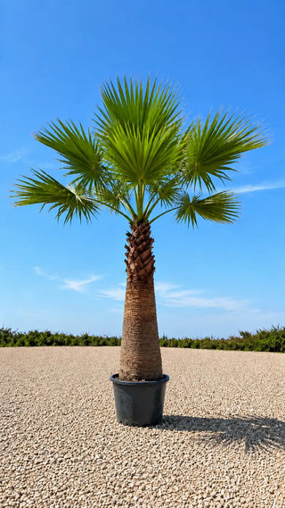 Palmier Washingtonia Filifera