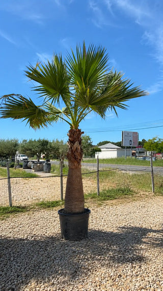 Palmier Washingtonia Filifera