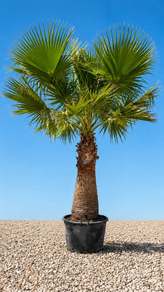 Palmier Washingtonia Filifera