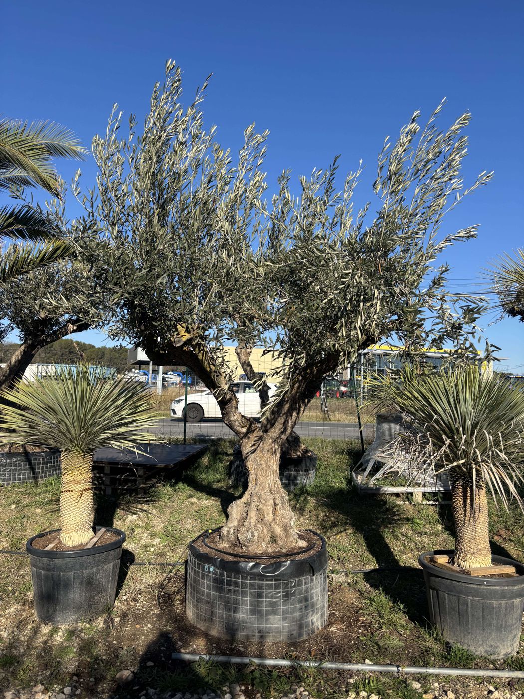 Olivier centenaire d'architecte