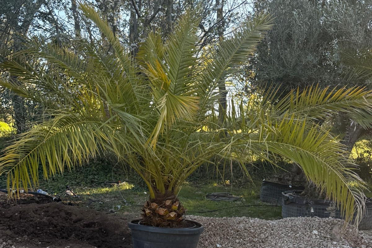Phoenix Canariensis