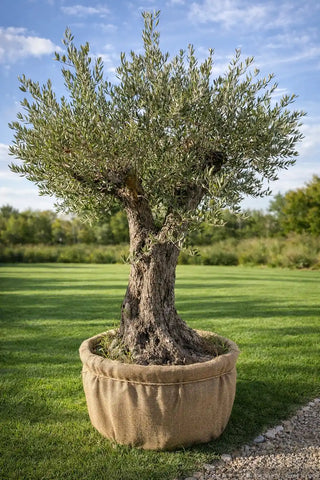 Olivier Centenaire – Tronc Naturel Sculpté