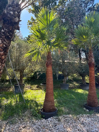 Palmier Washingtonia Robusta écorcé