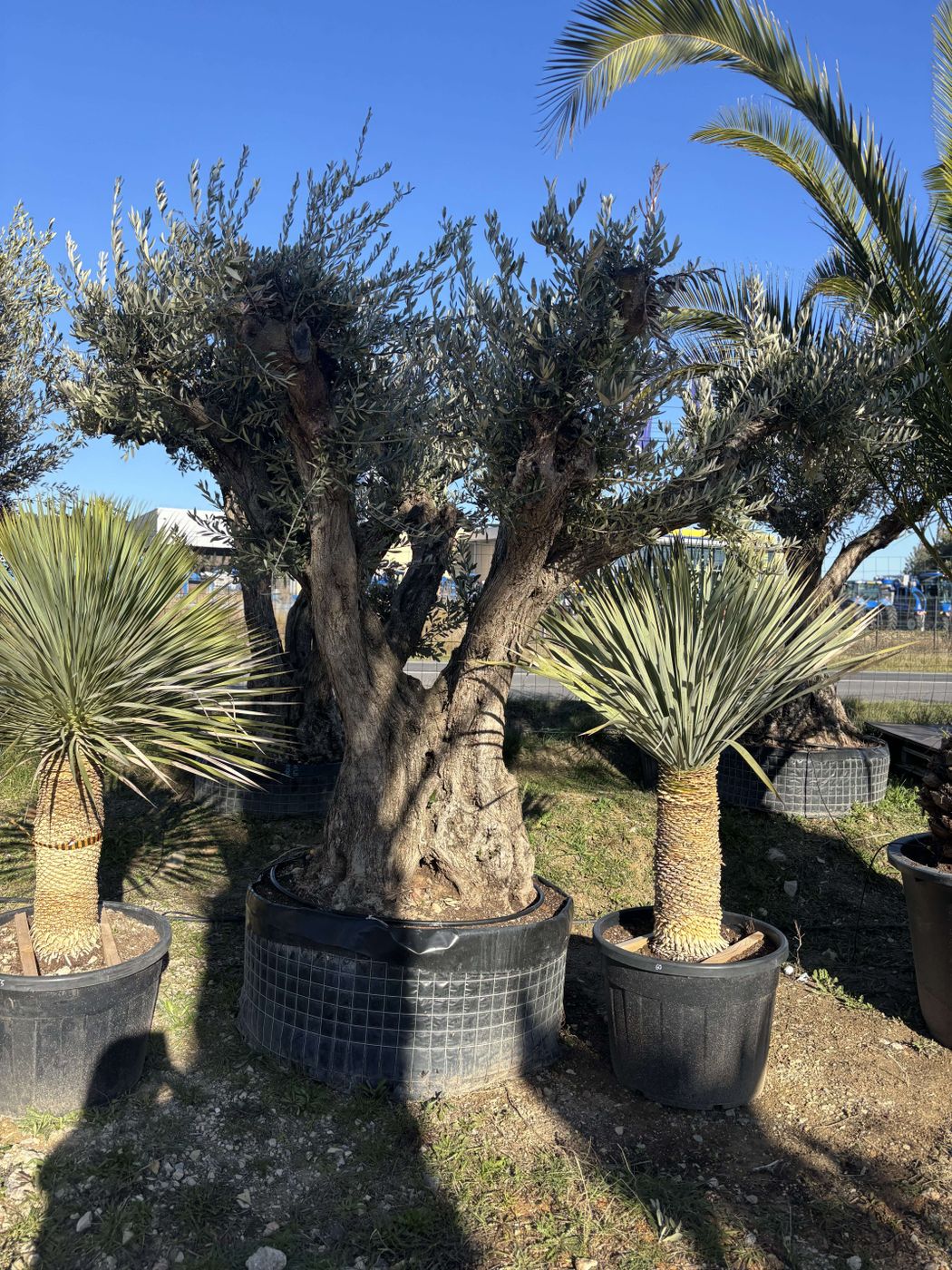 Olivier d'ornement type Roca