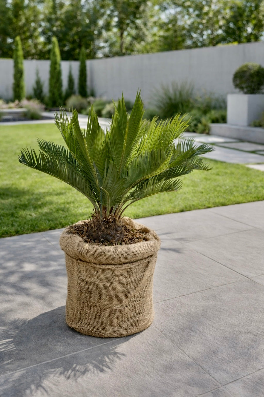 Cycas Revoluta