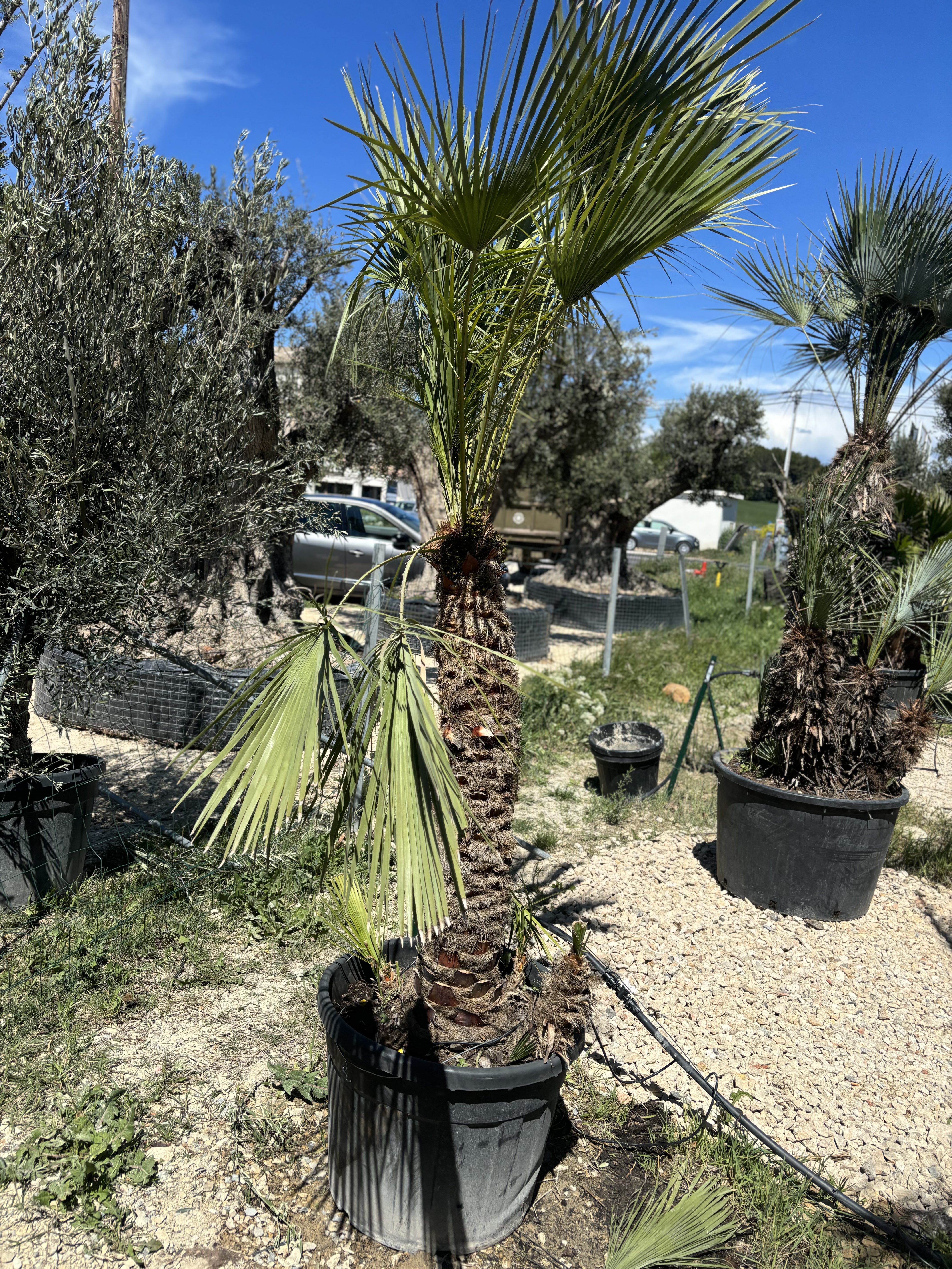 Palmier Chameorops humilis