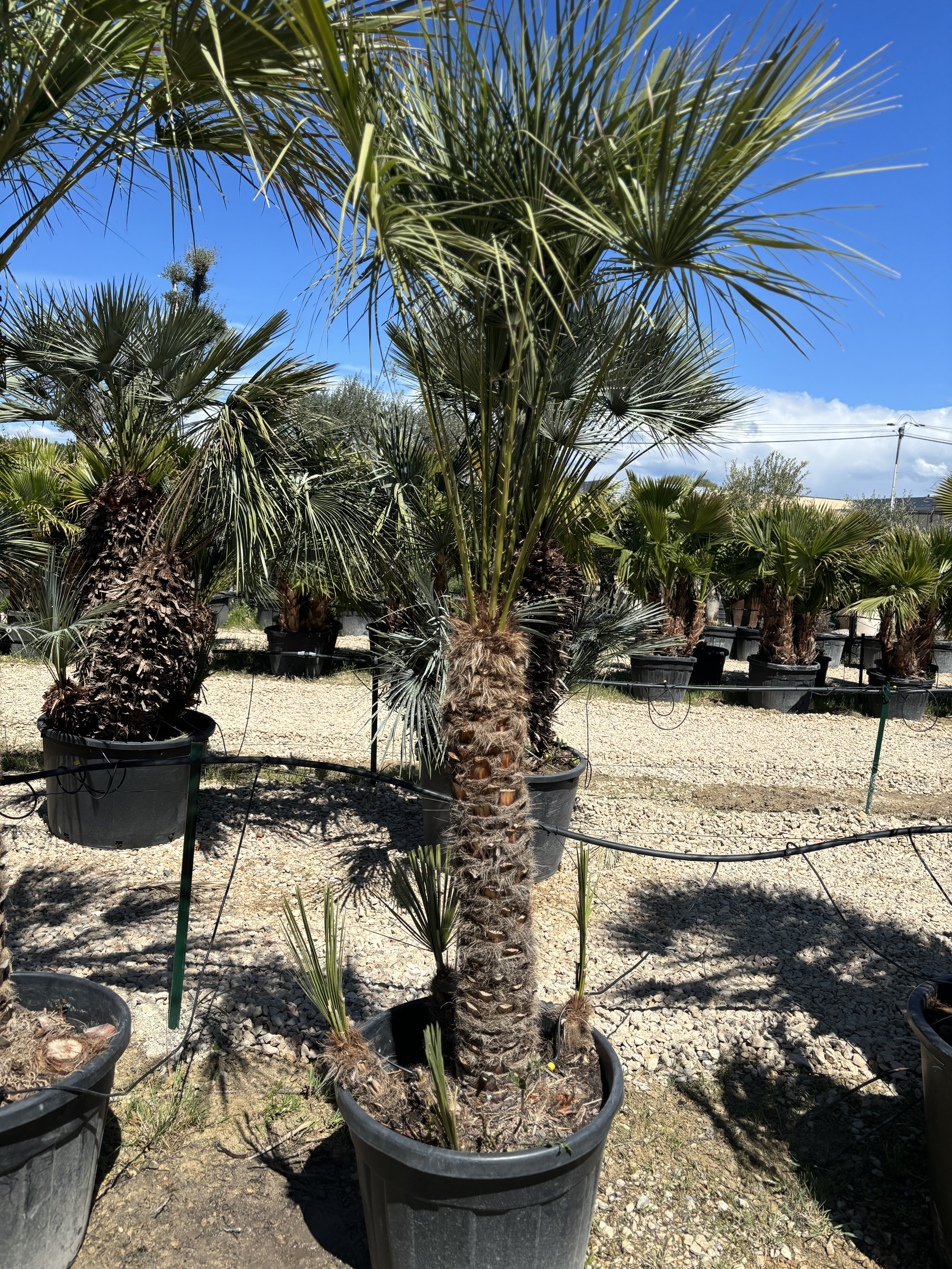 Palmier Chameorops humilis