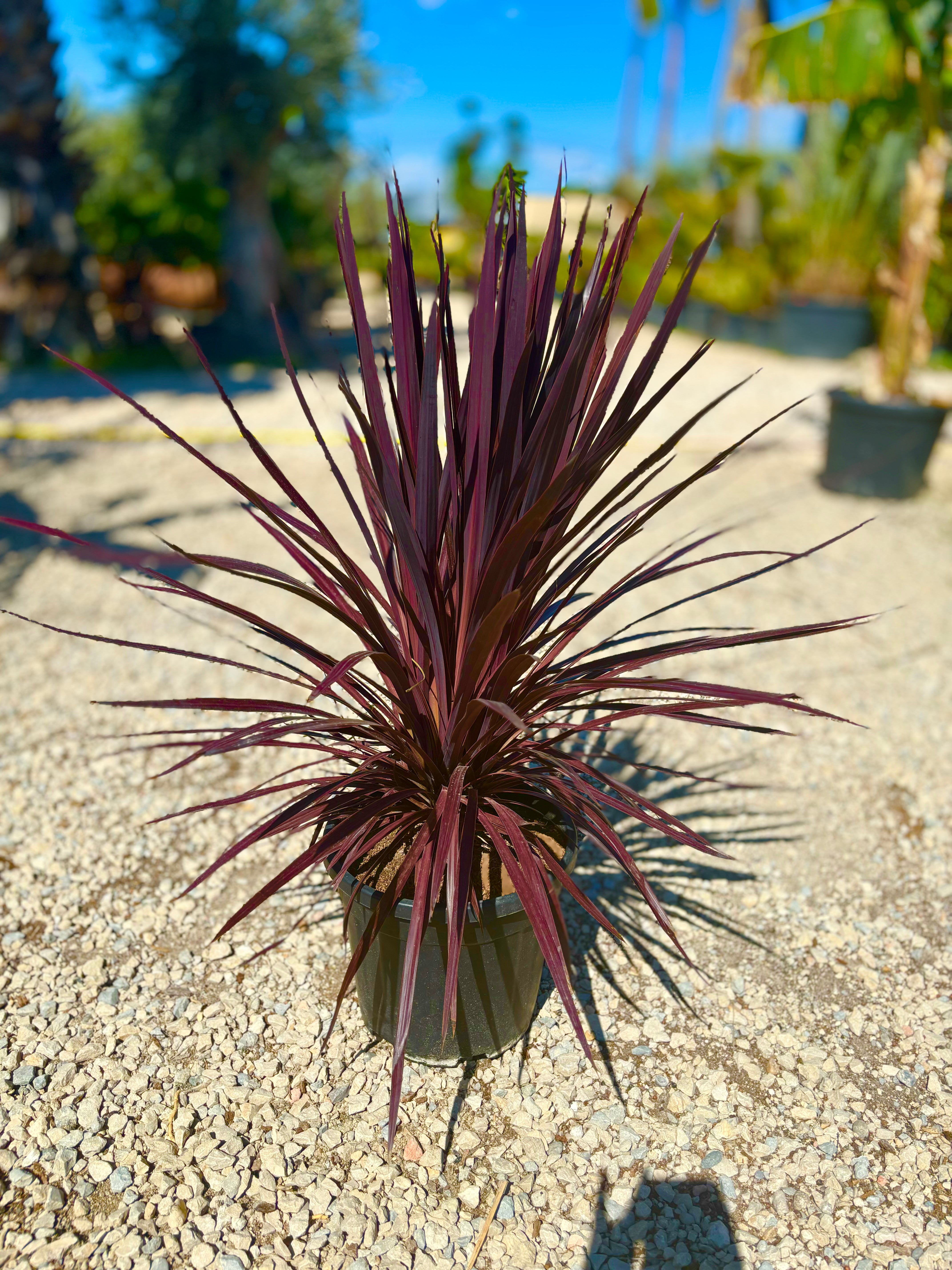 Cordyline rouge