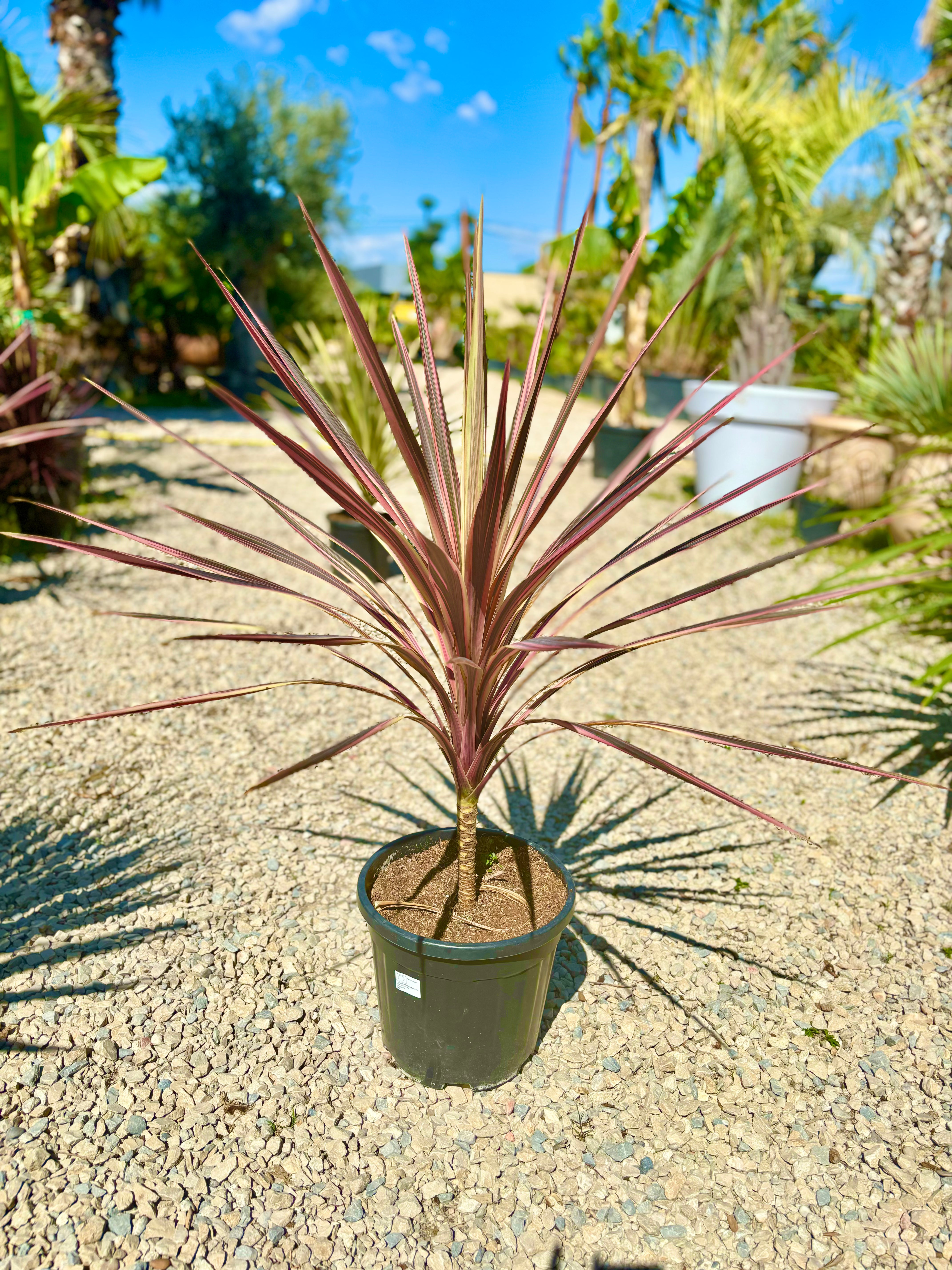 Cordyline rose