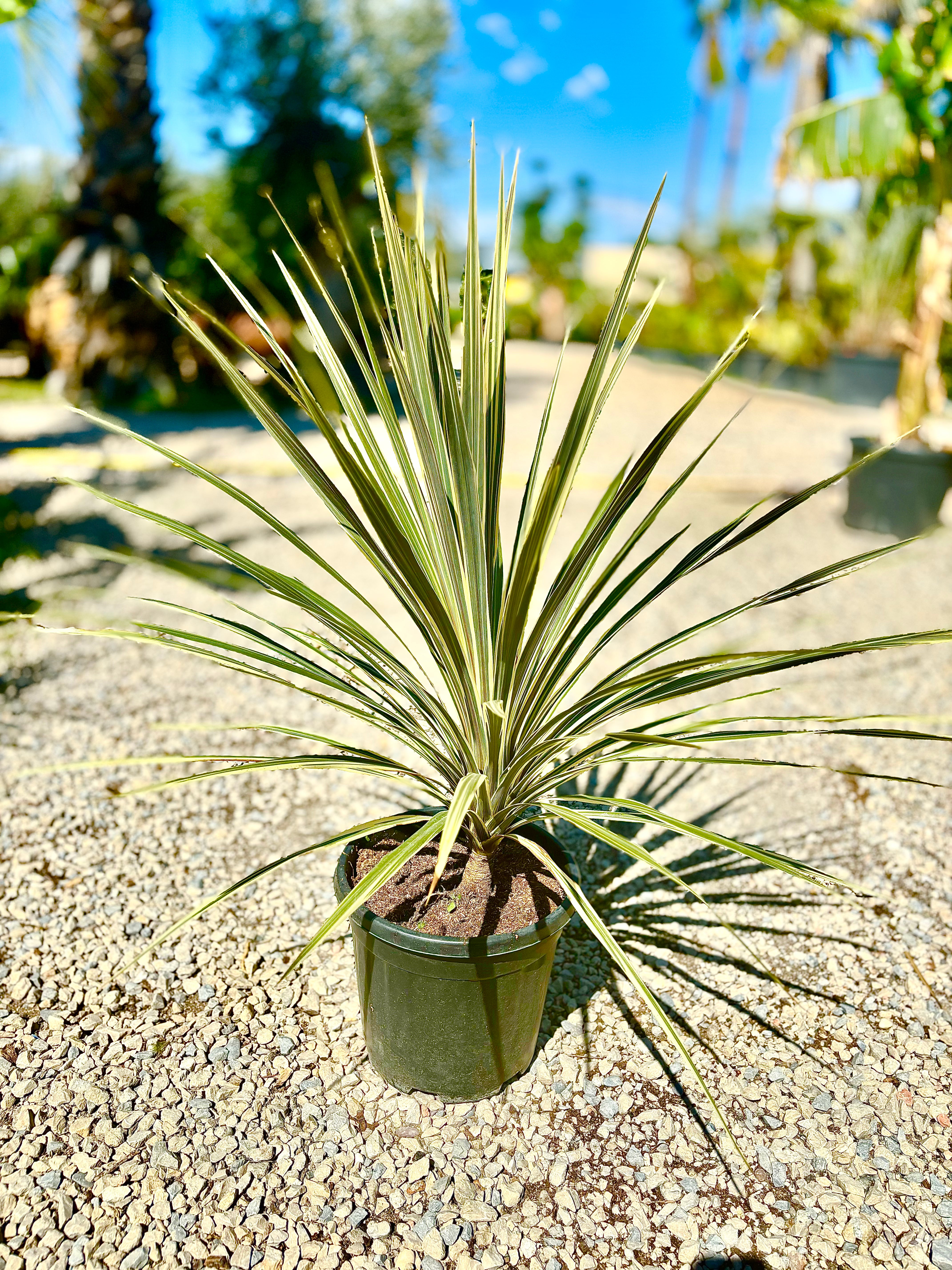 Cordyline verte Jewel