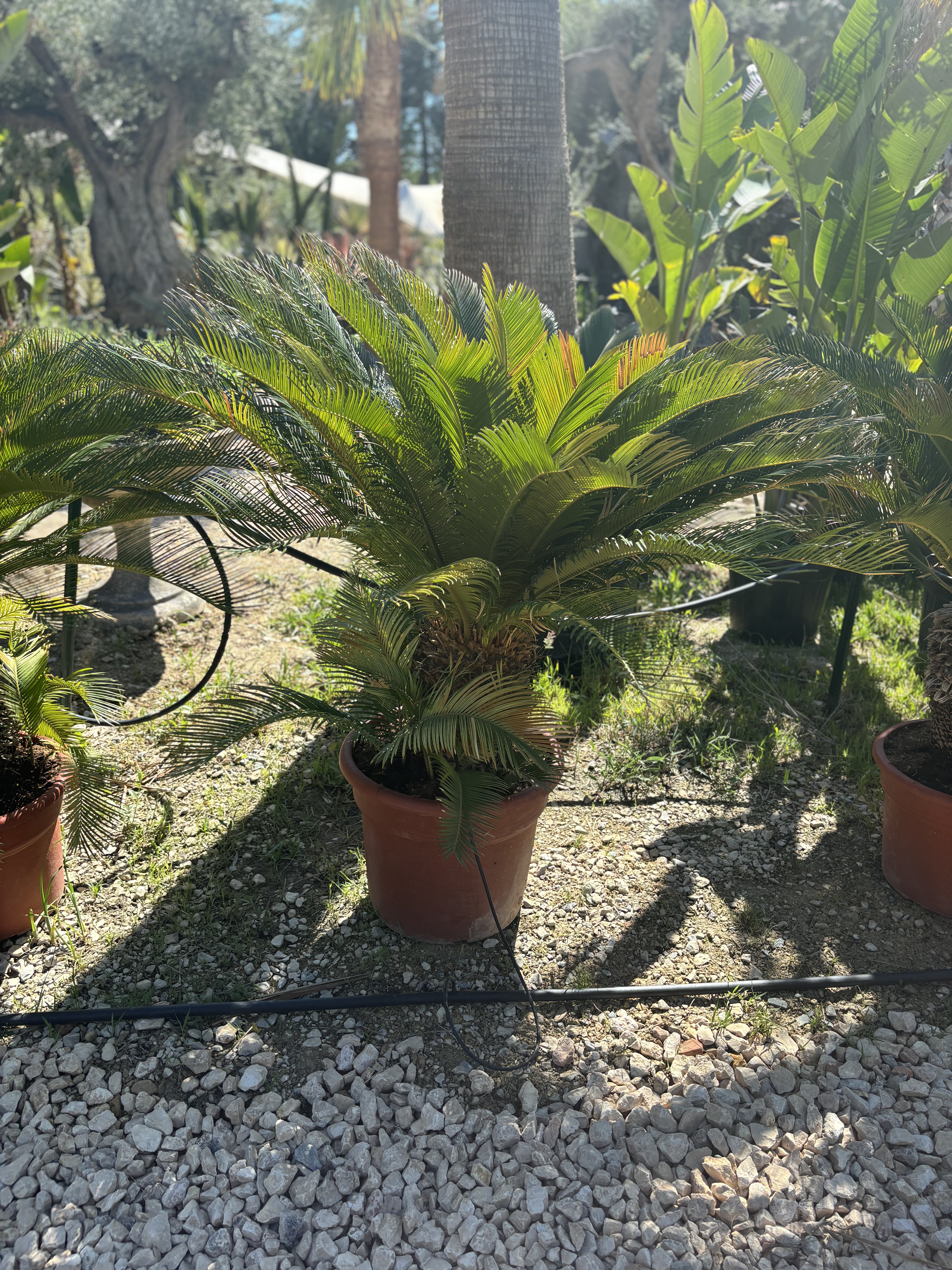 Cycas revoluta