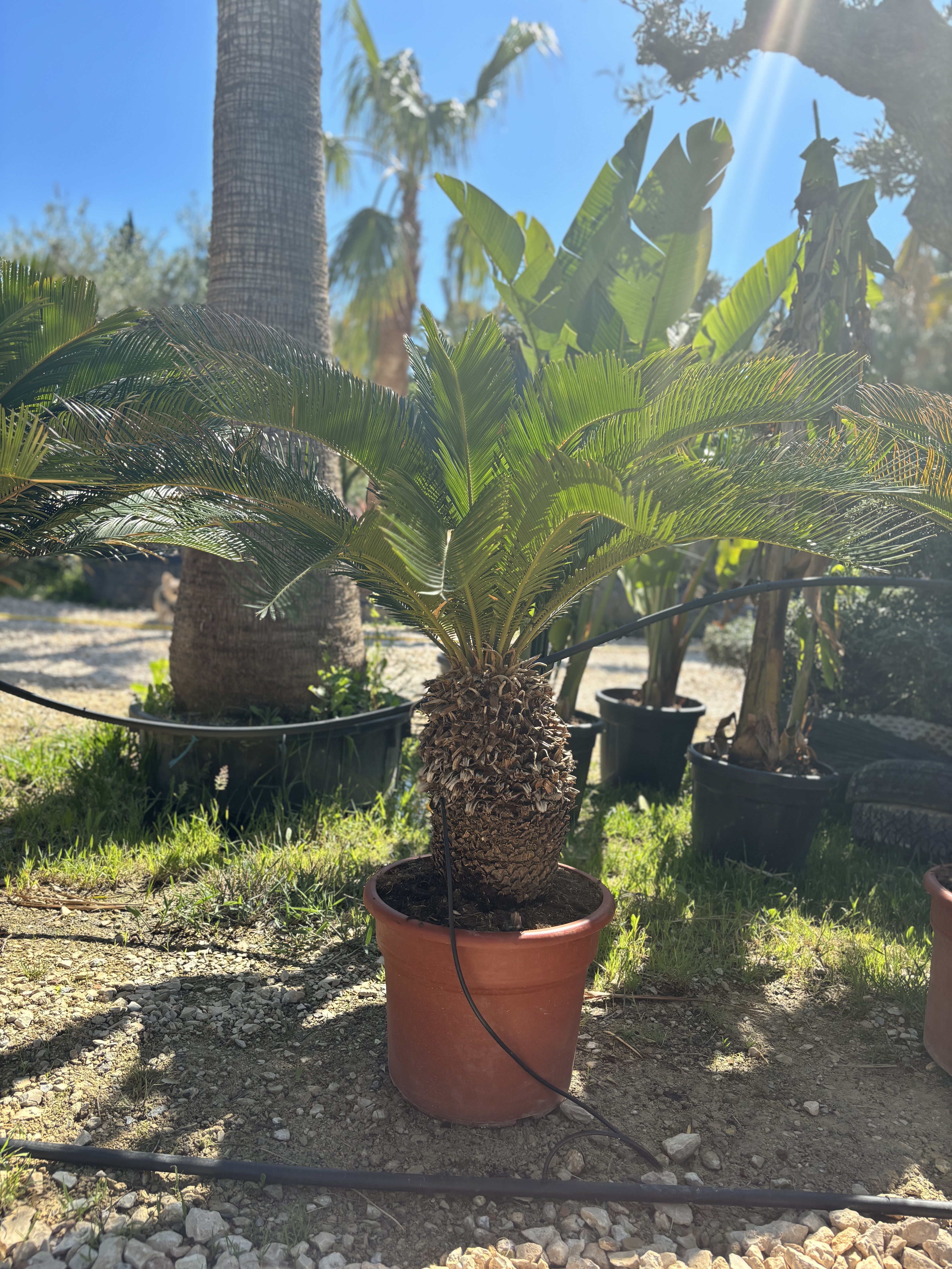 Cycas revoluta