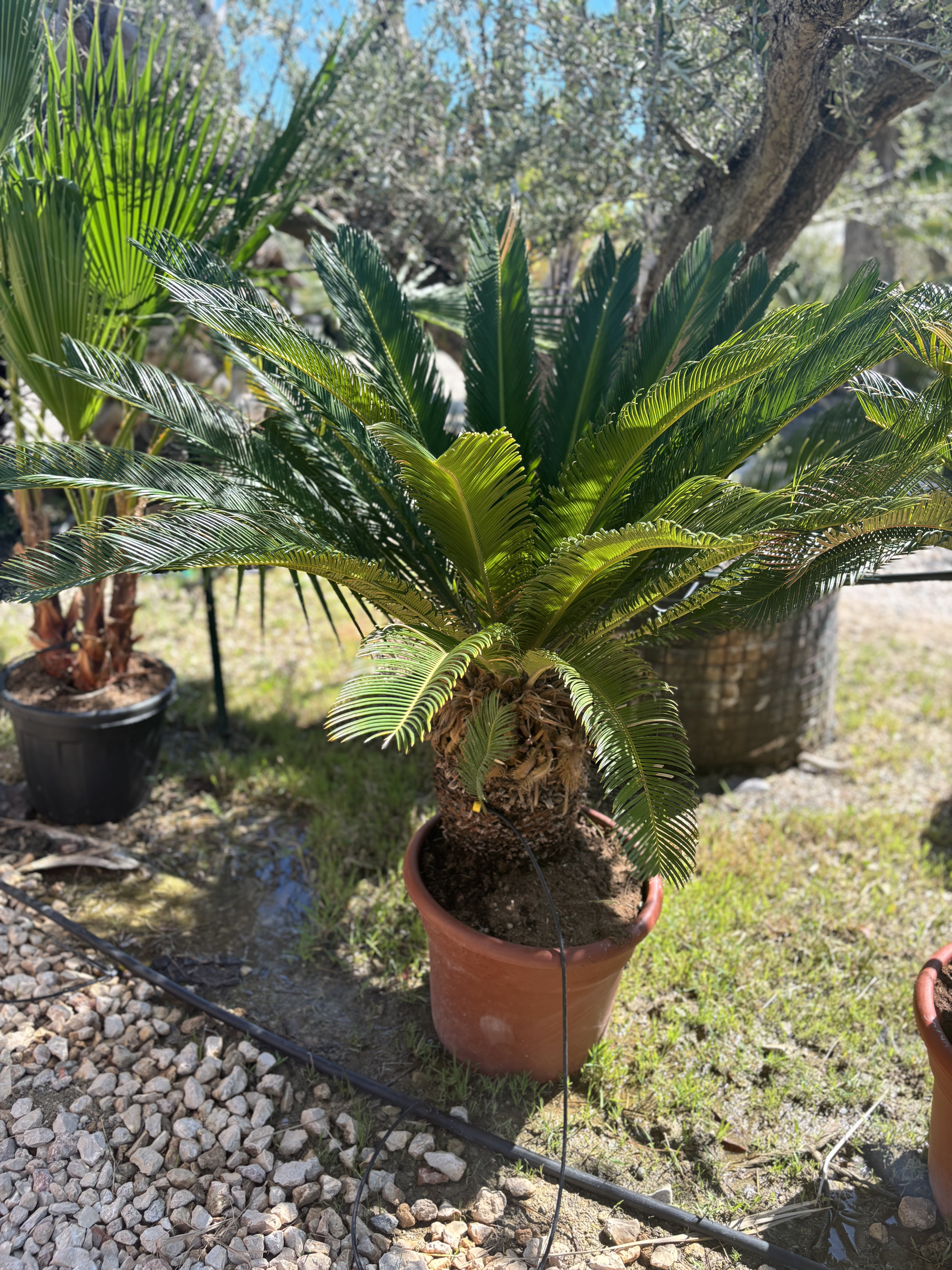 Cycas revoluta