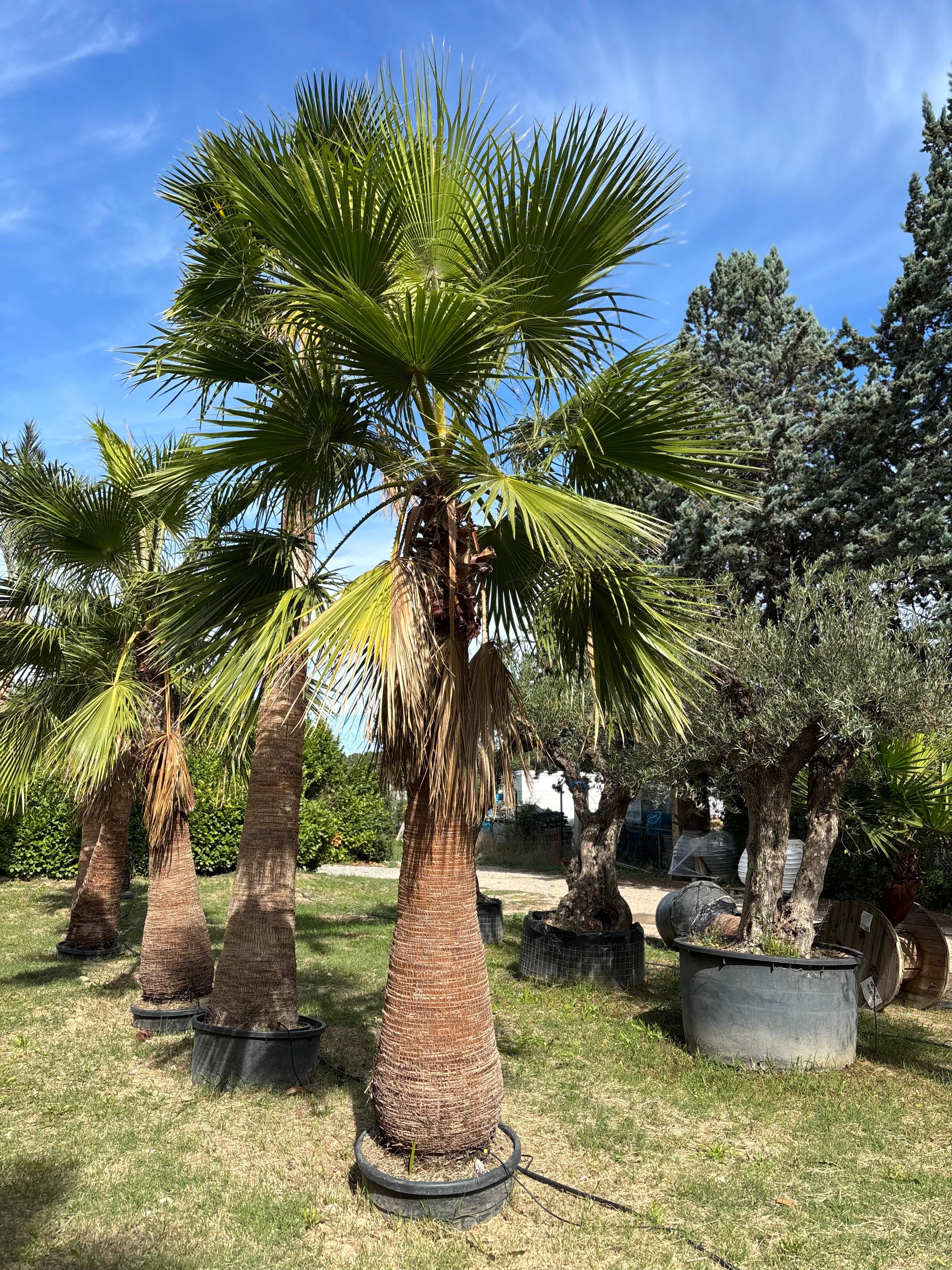 Palmier Washingtonia Robusta 2M50