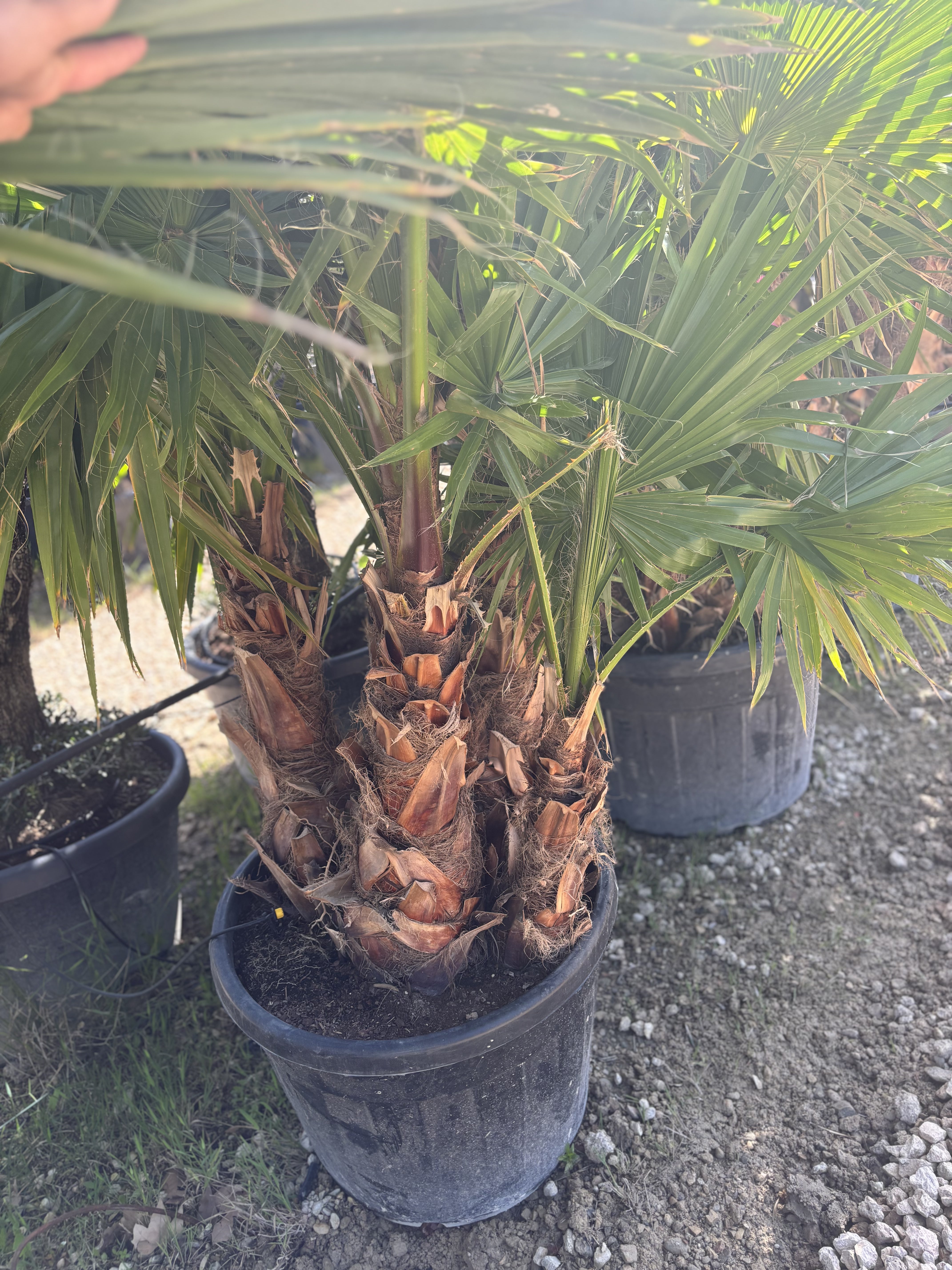 Groupe washingtonia robusta 4 tronc