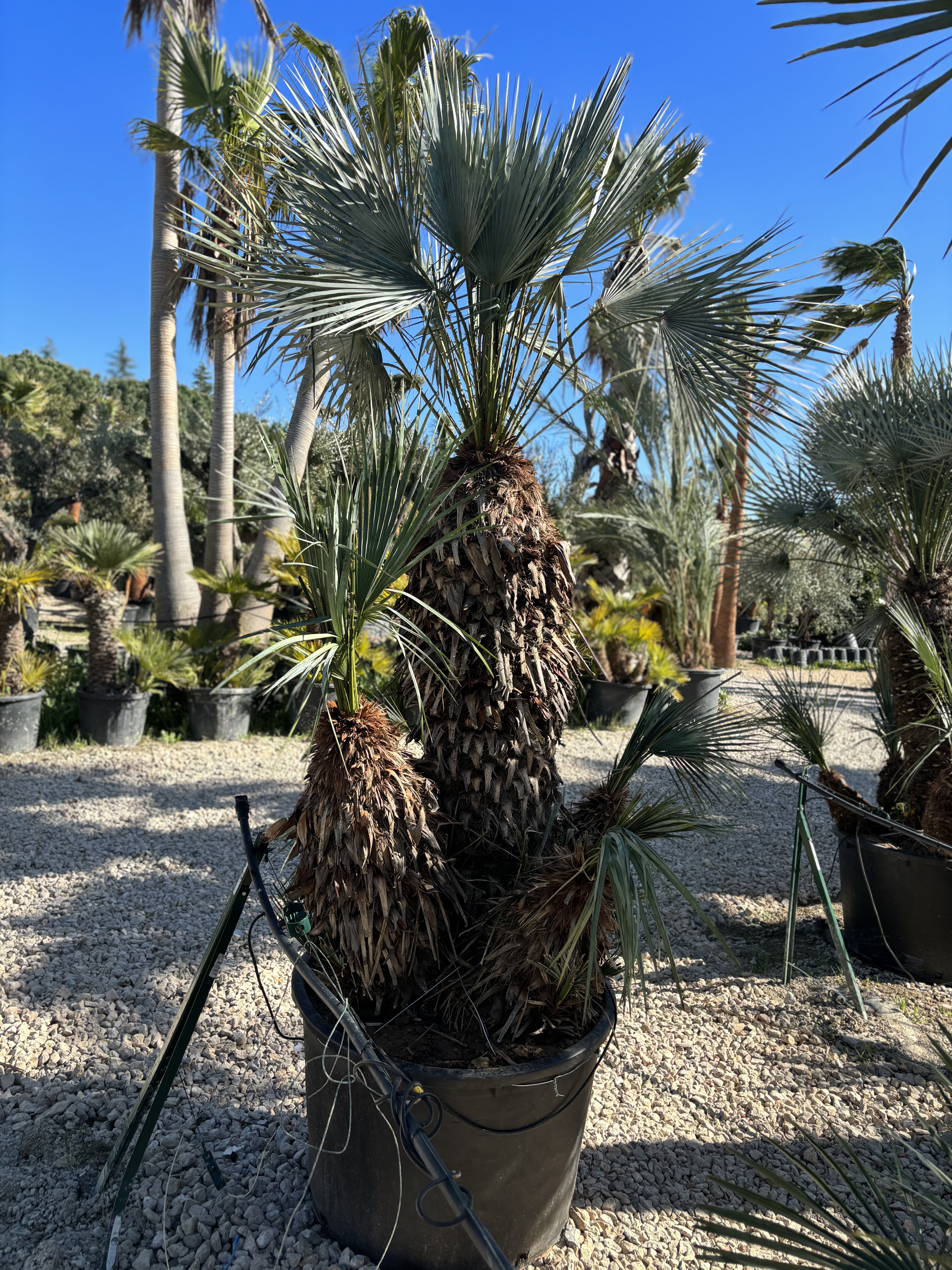 Palmier Chameorops humilis centenaire