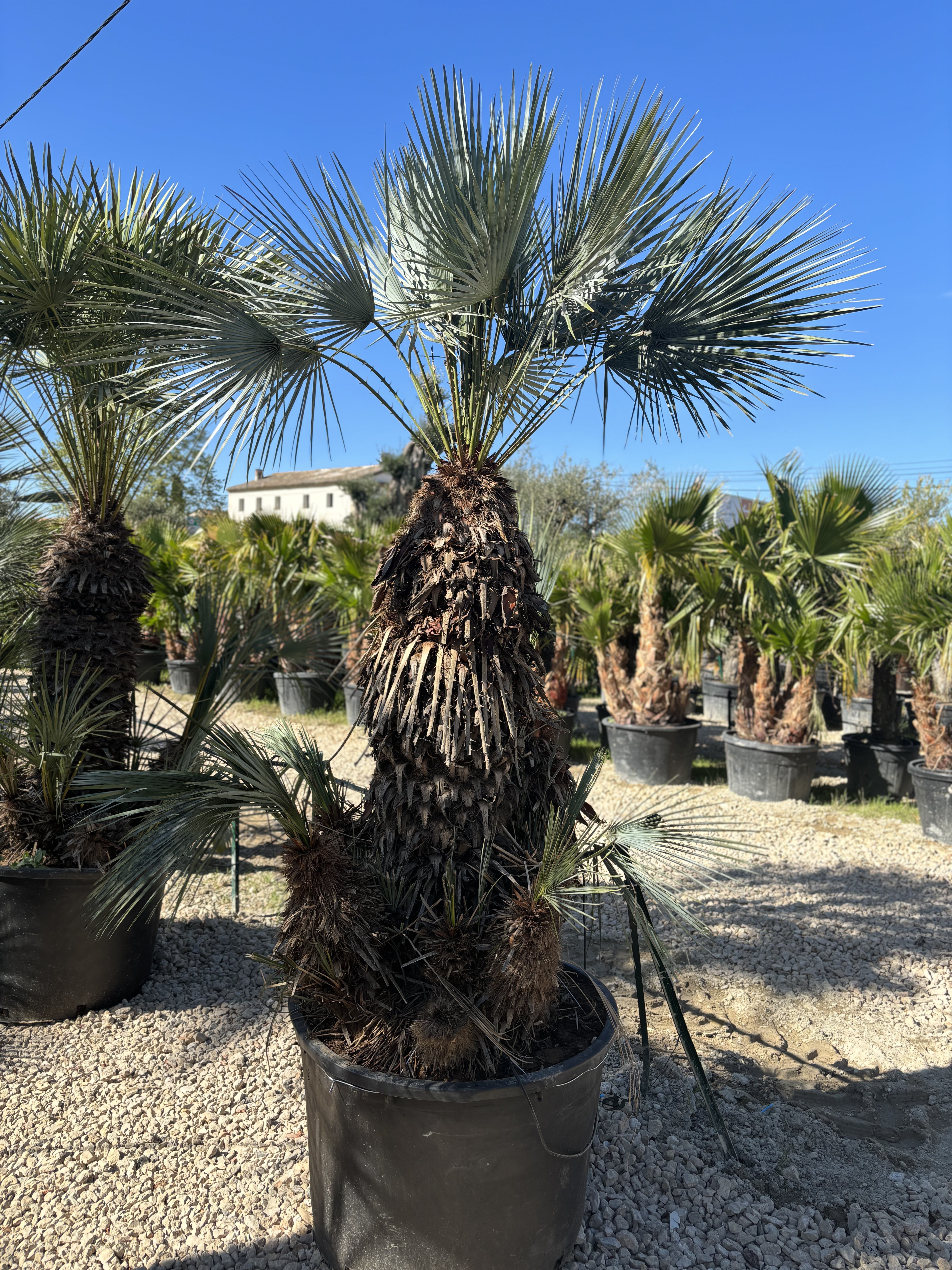 Palmier Chameorops humilis centenaire