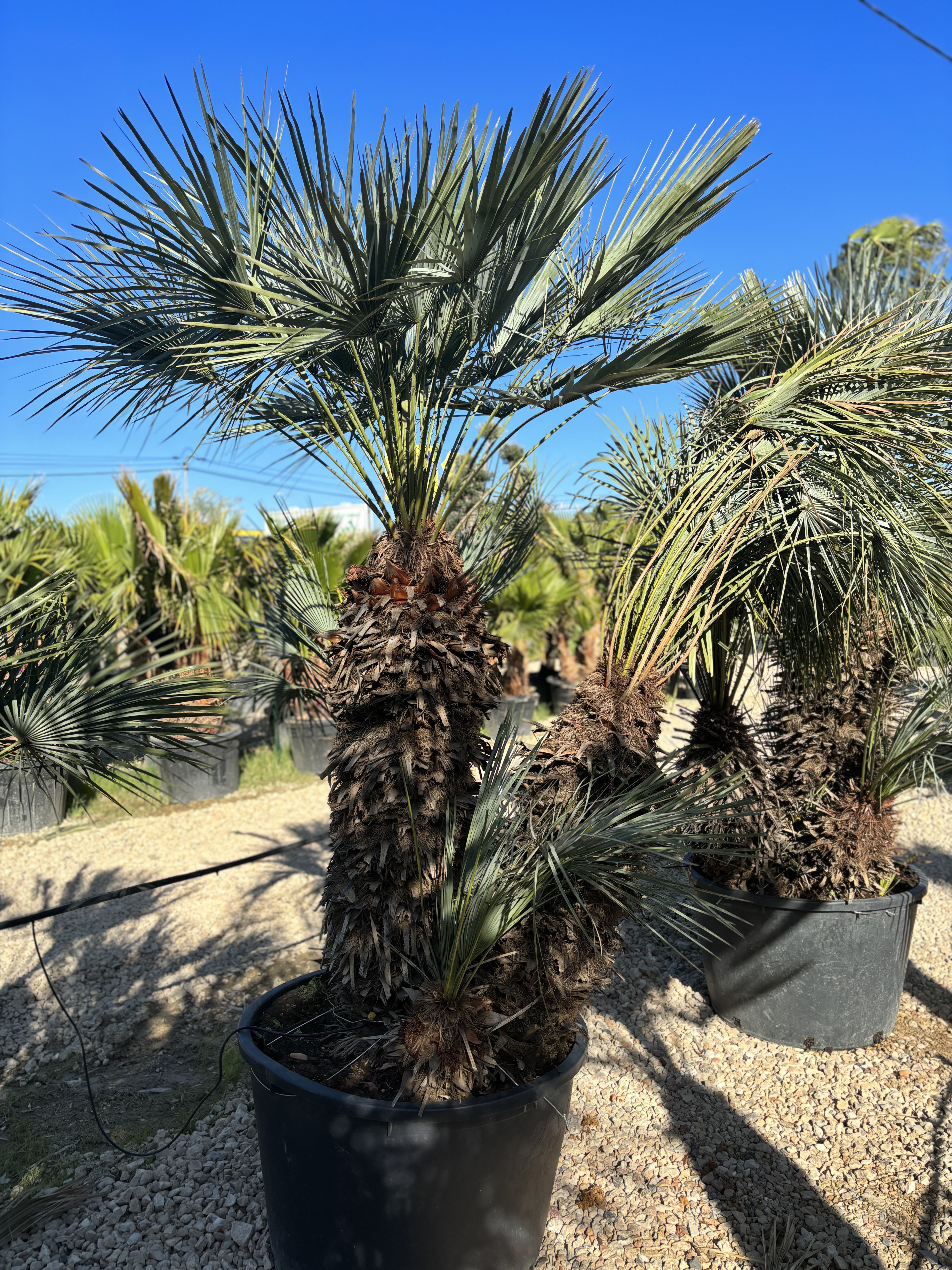 Palmier Chameorops humilis centenaire