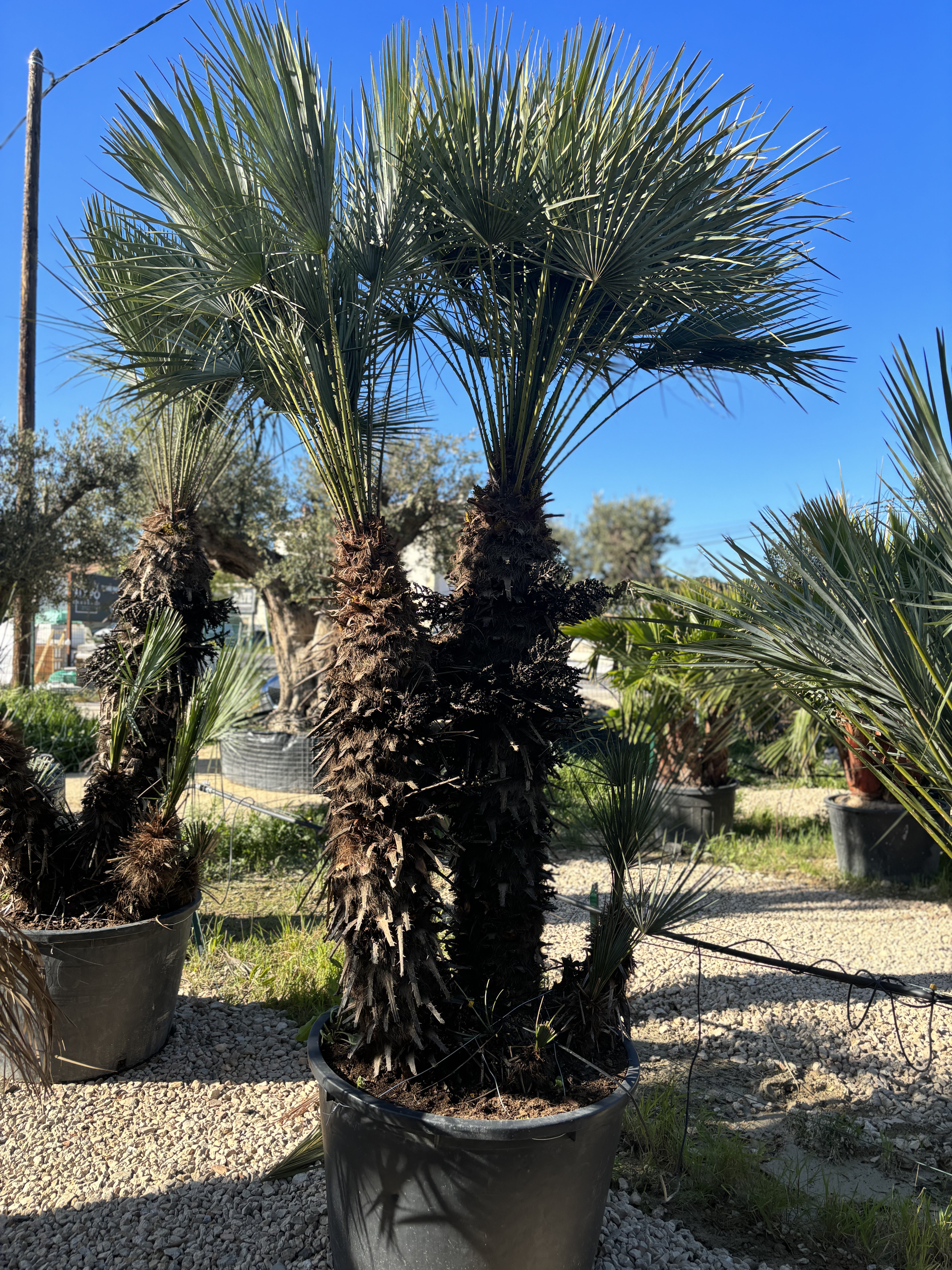 Palmier Chameorops humilis centenaire