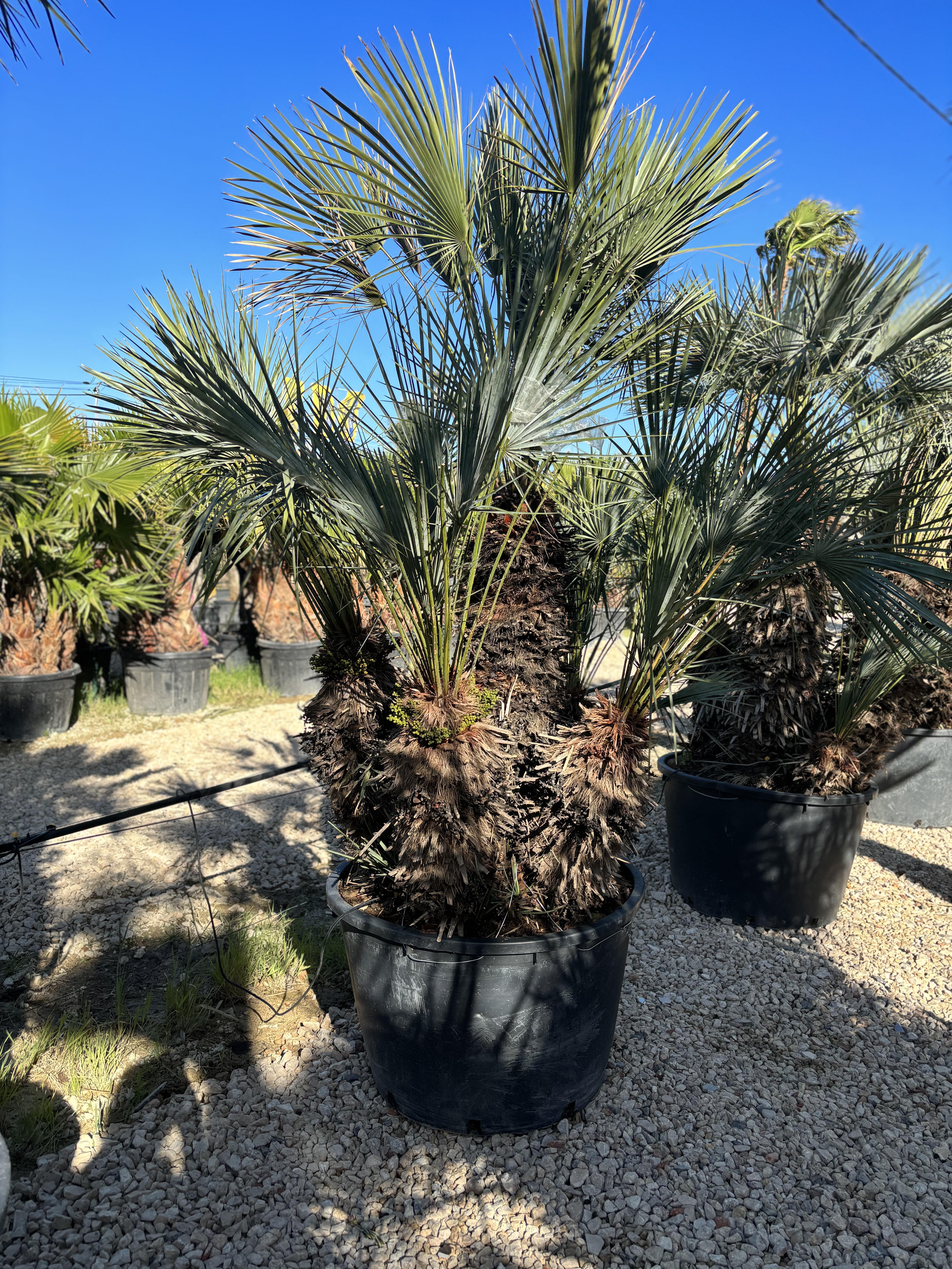 Palmier Chameorops humilis centenaire