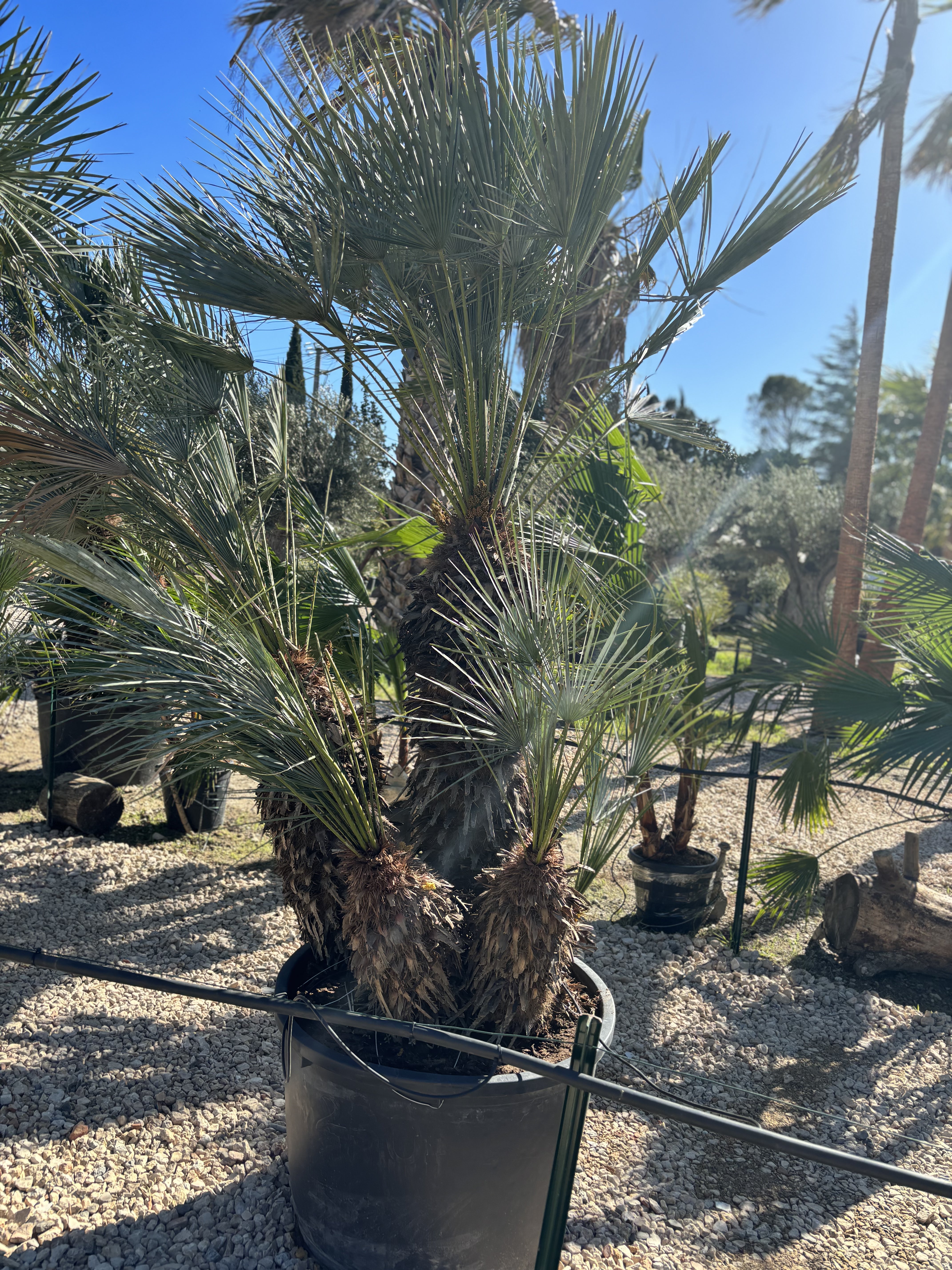 Palmier Chameorops humilis centenaire