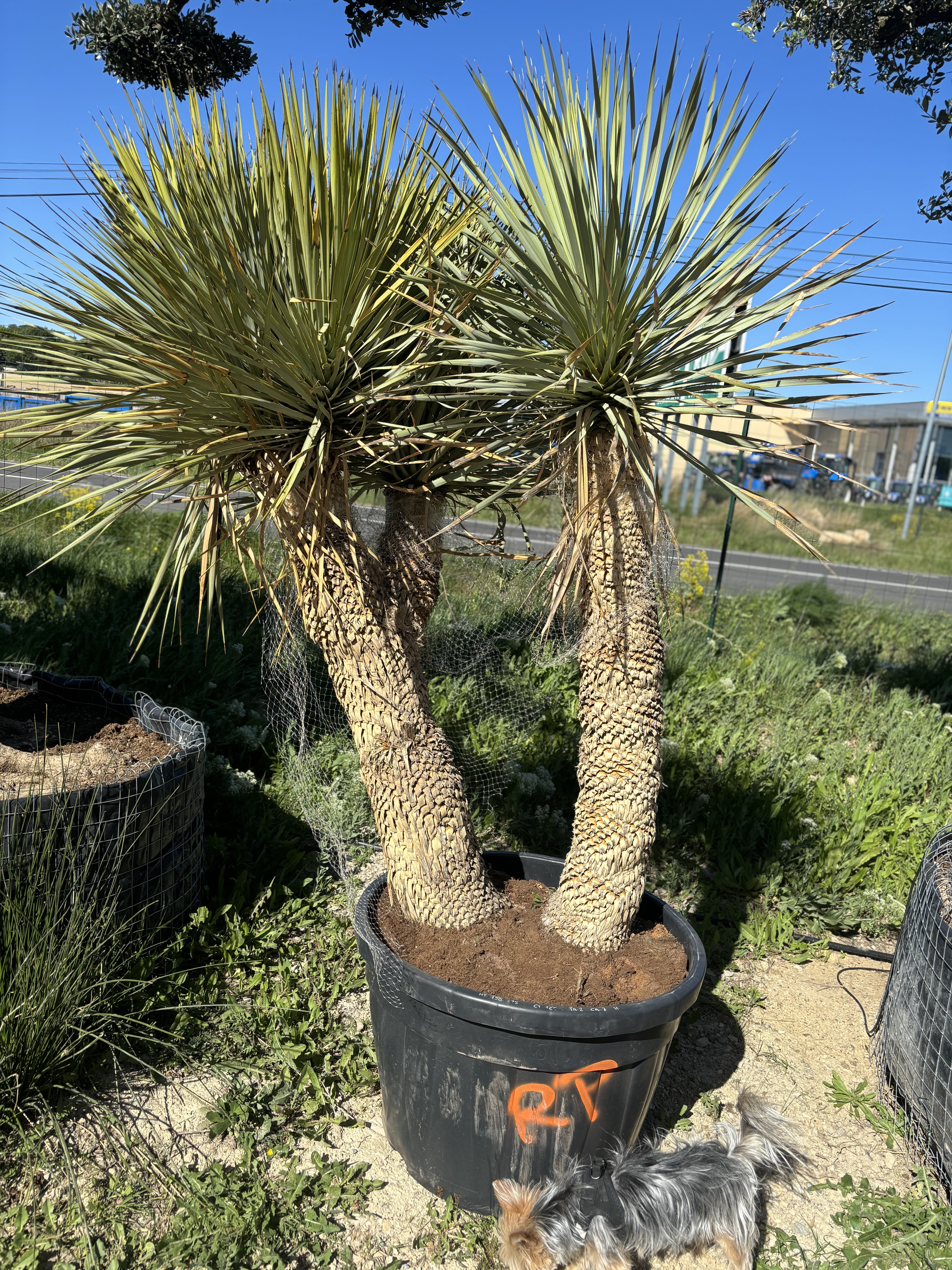 Yucca rostrata 3 troncs