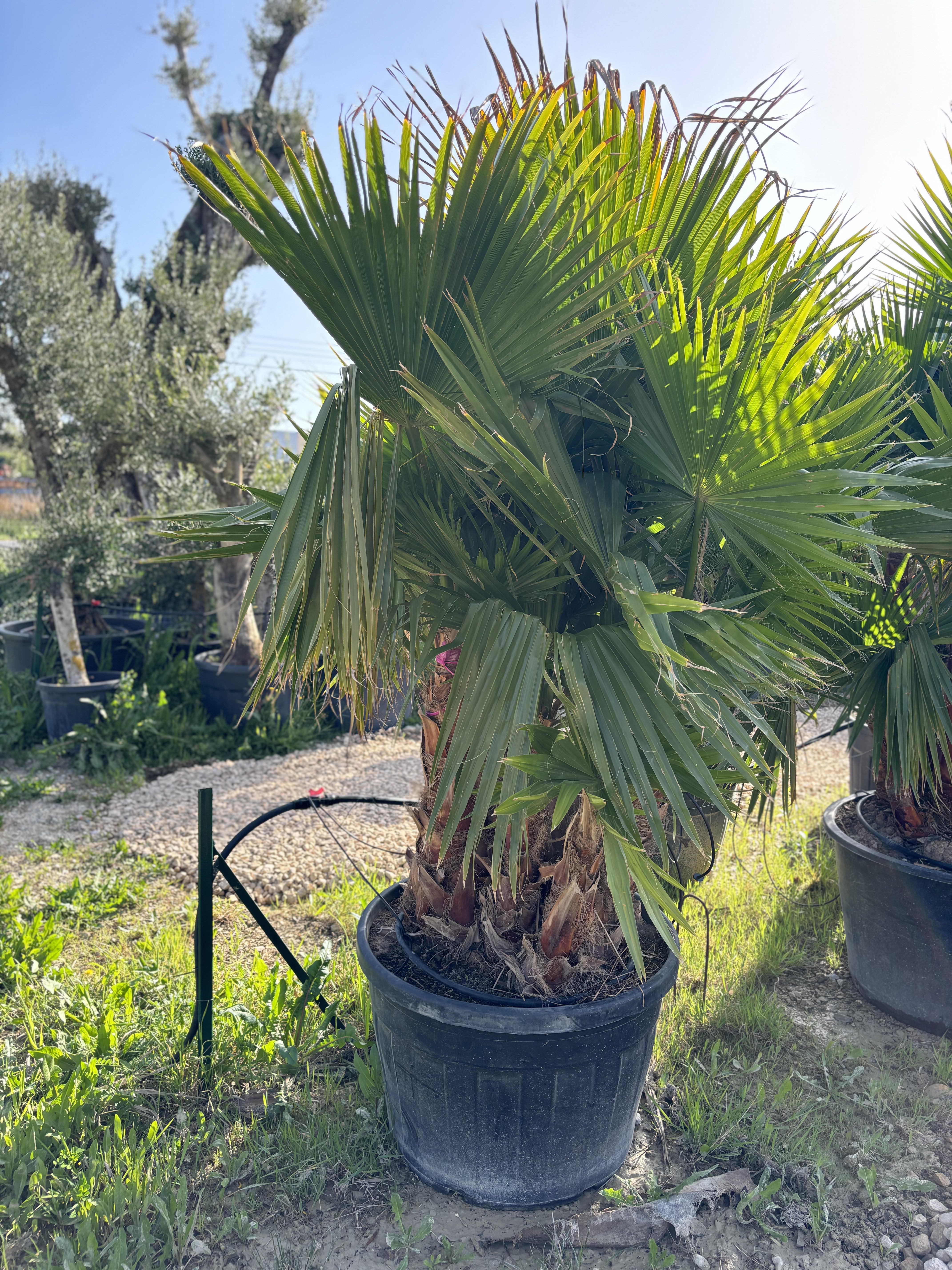 Groupe de palmier washingtonia robusta 6 troncs