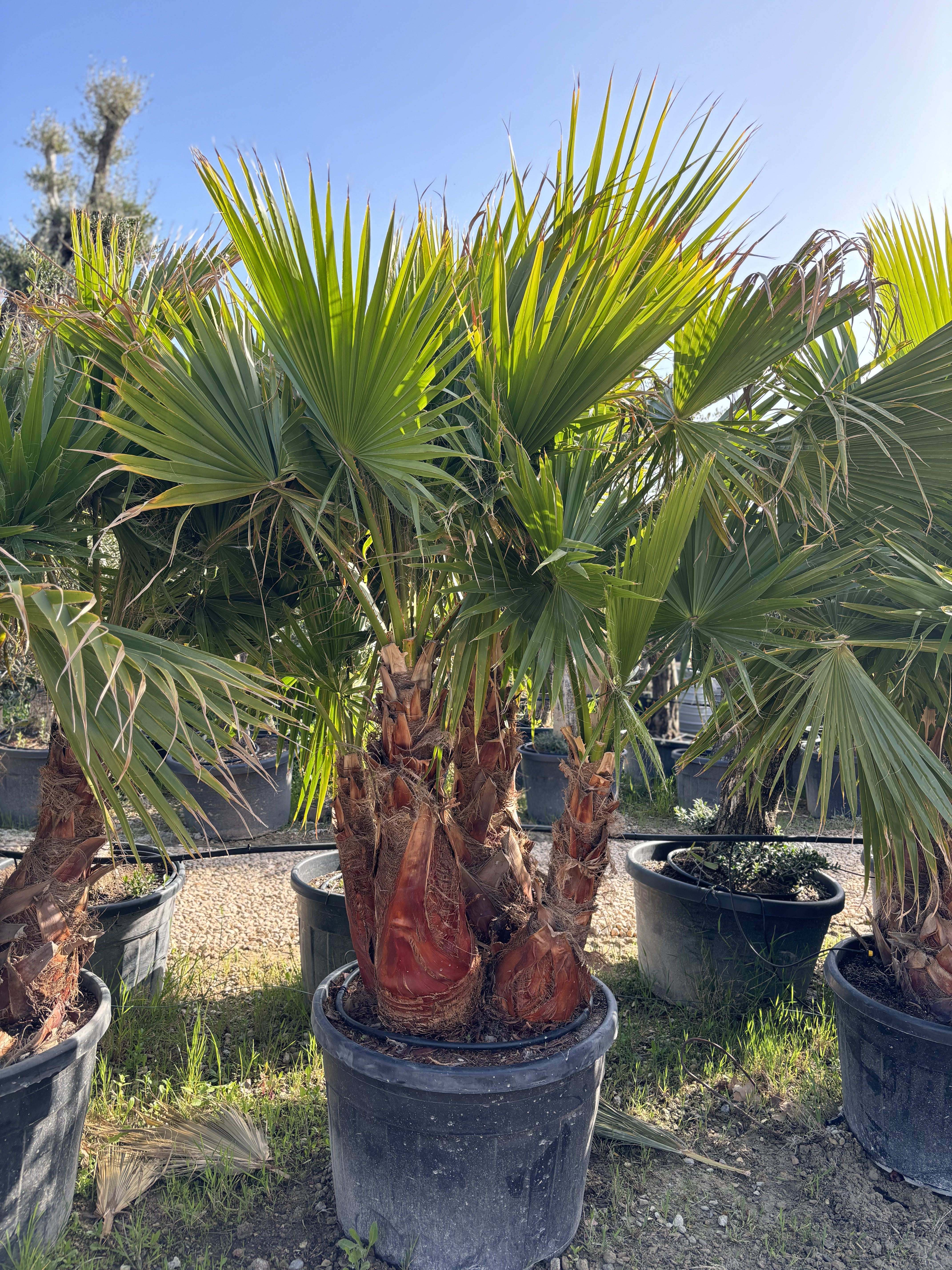 Groupe de washingtonia robusta écorce 4 tronc