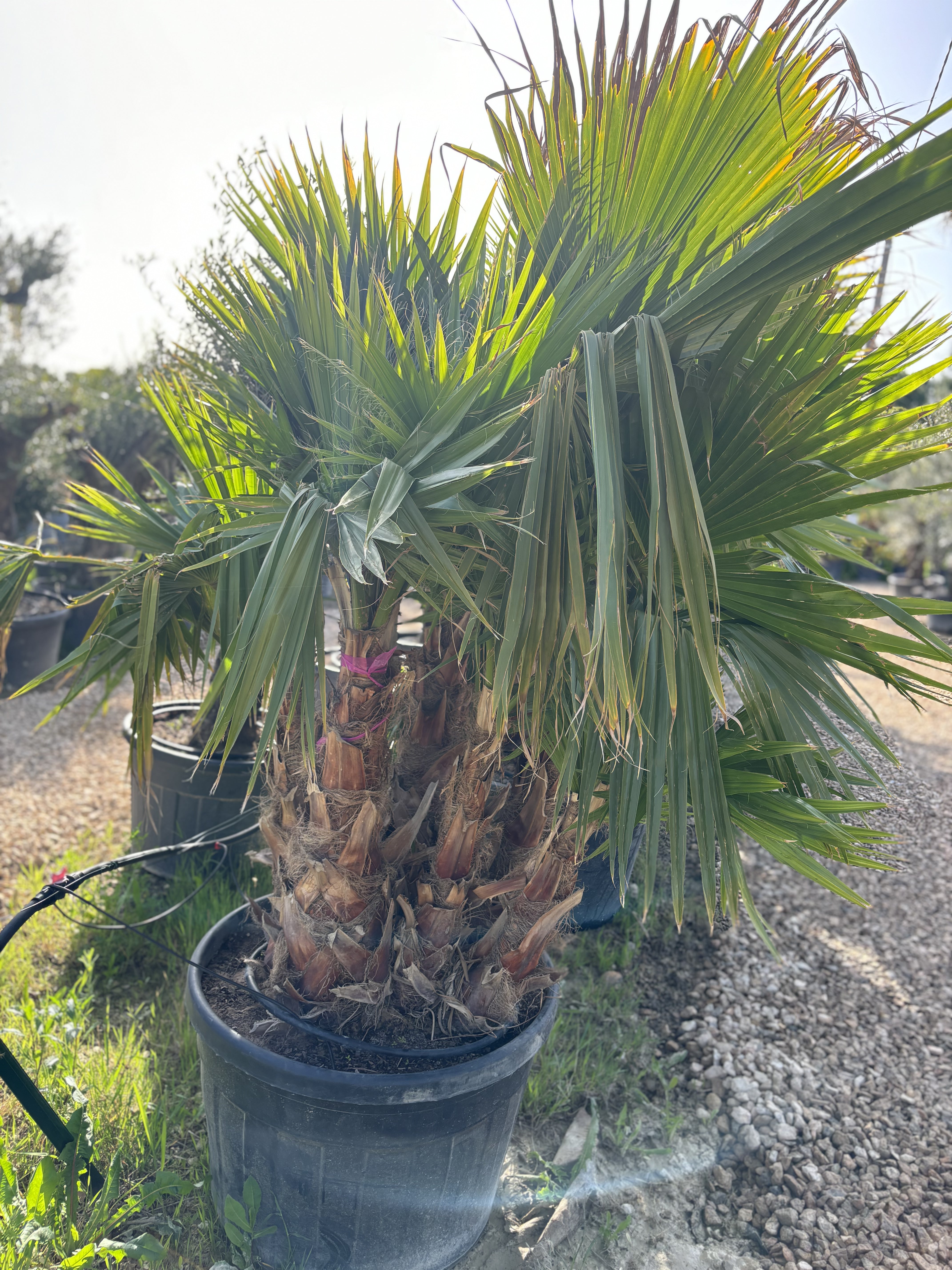 Groupe de palmier washingtonia robusta 6 troncs