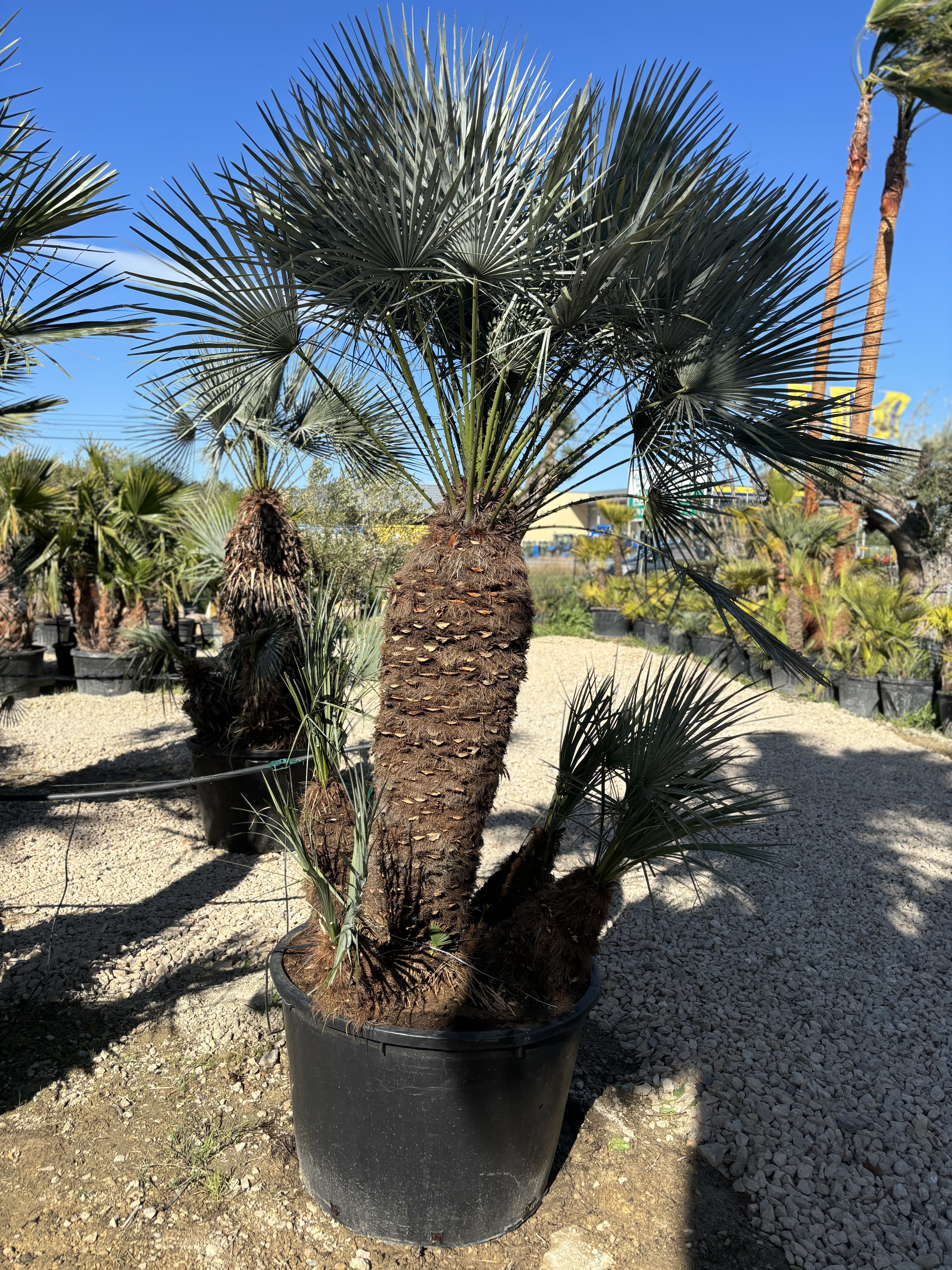 Palmier Chameorops humilis centenaire