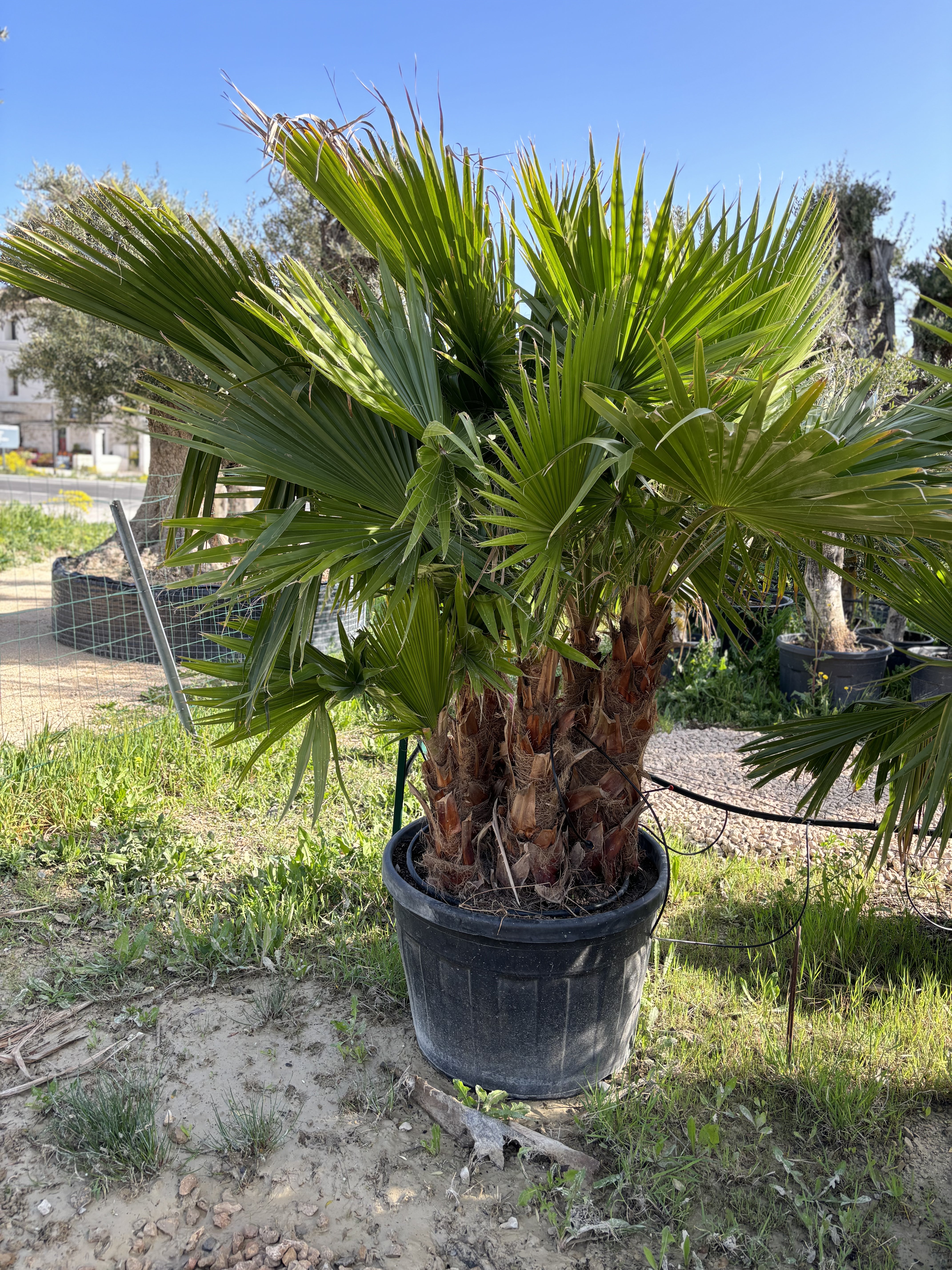 Groupe de palmier washingtonia robusta 6 troncs