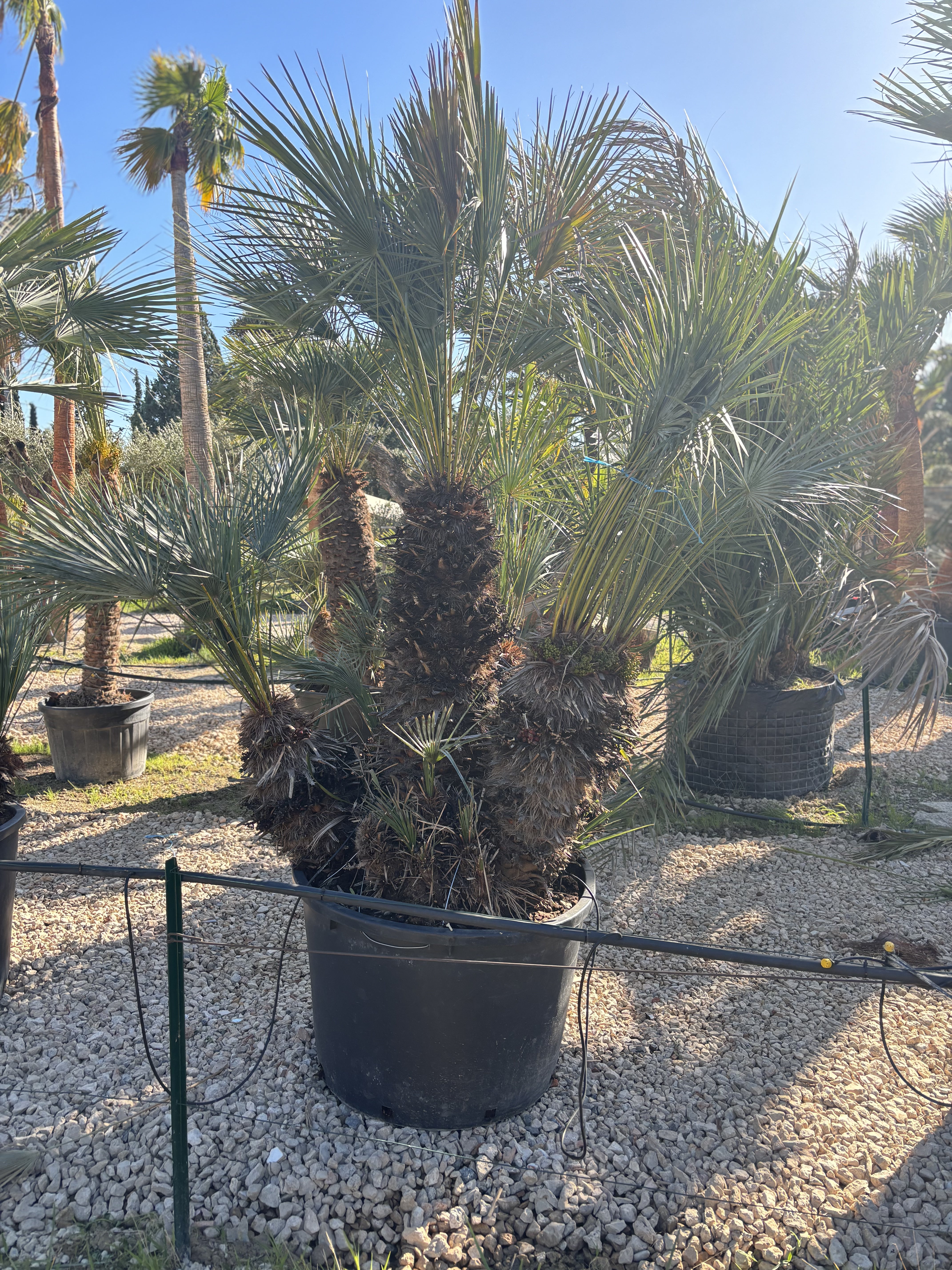 Palmier Chameorops humilis centenaire