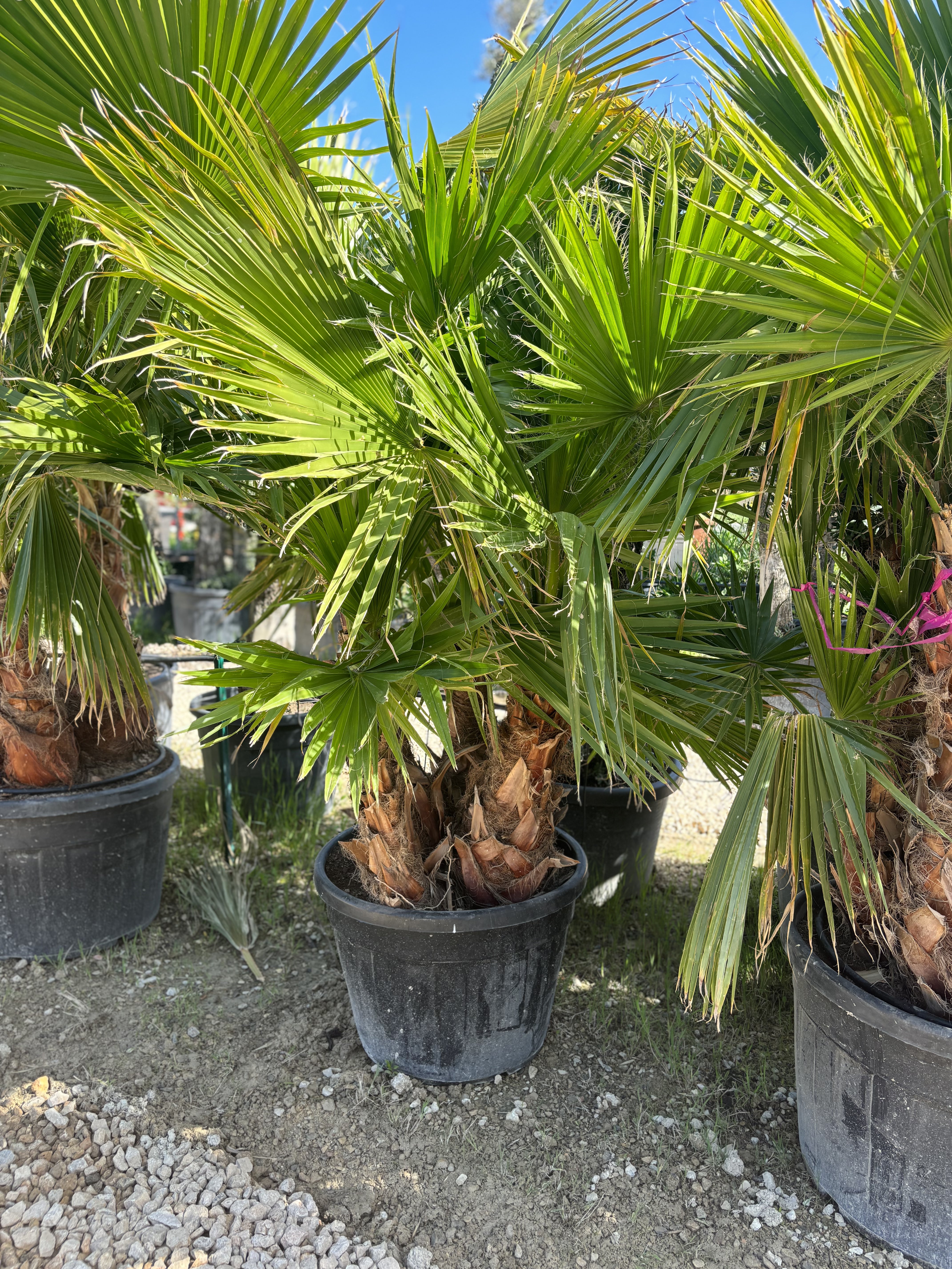 Groupe washingtonia robusta 4 tronc