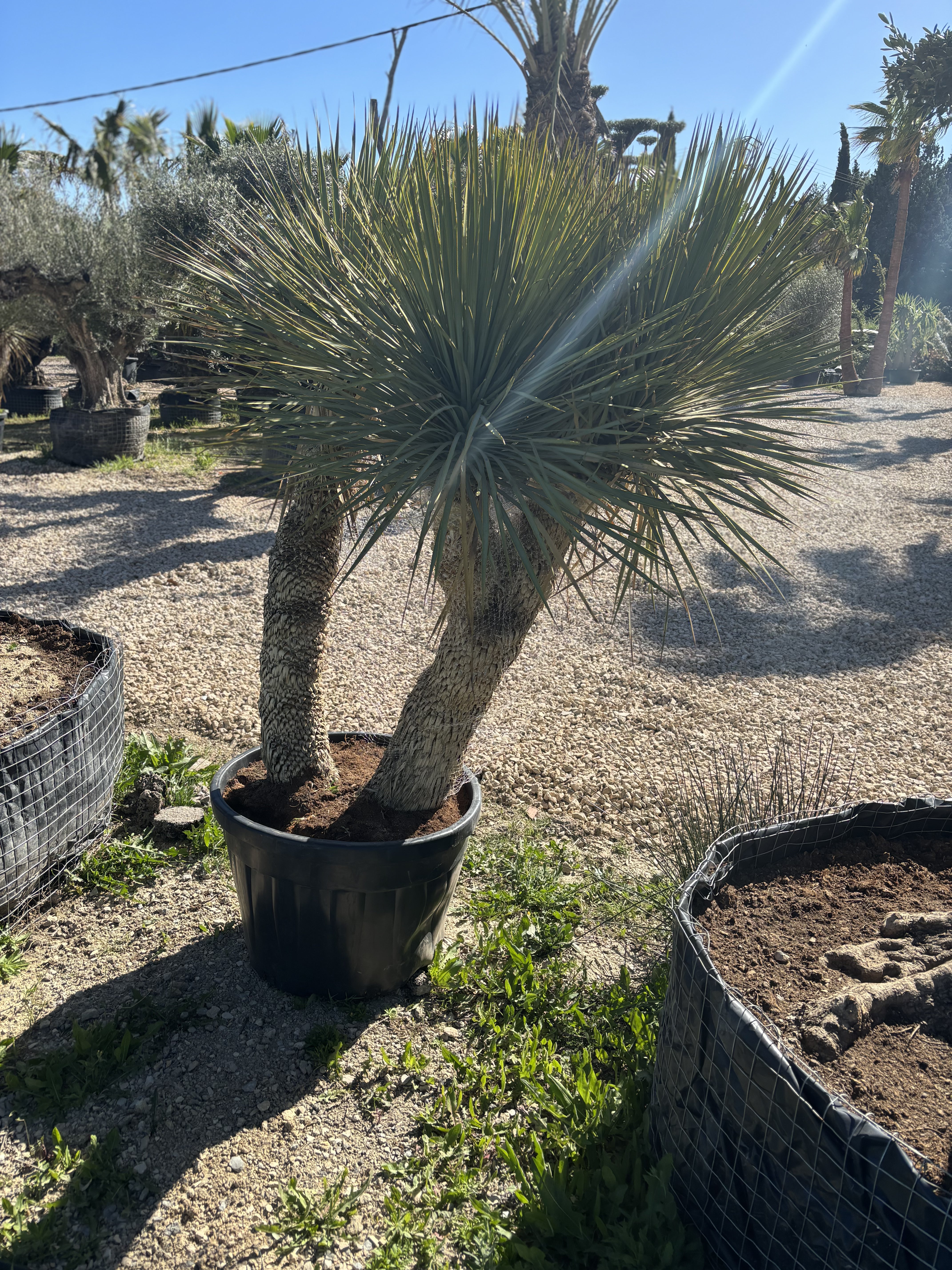 Yucca rostrata 3 troncs