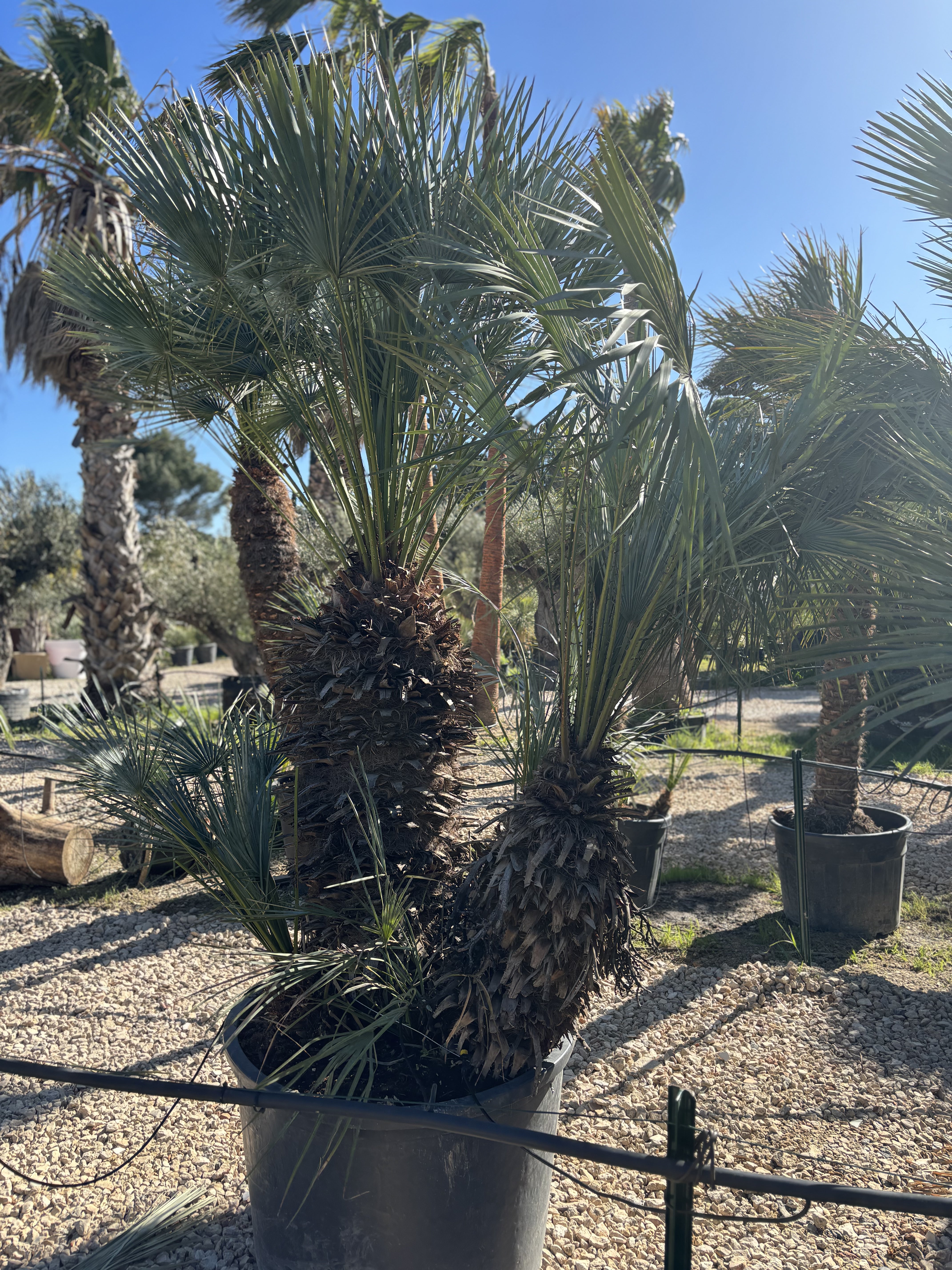 Palmier Chameorops humilis centenaire