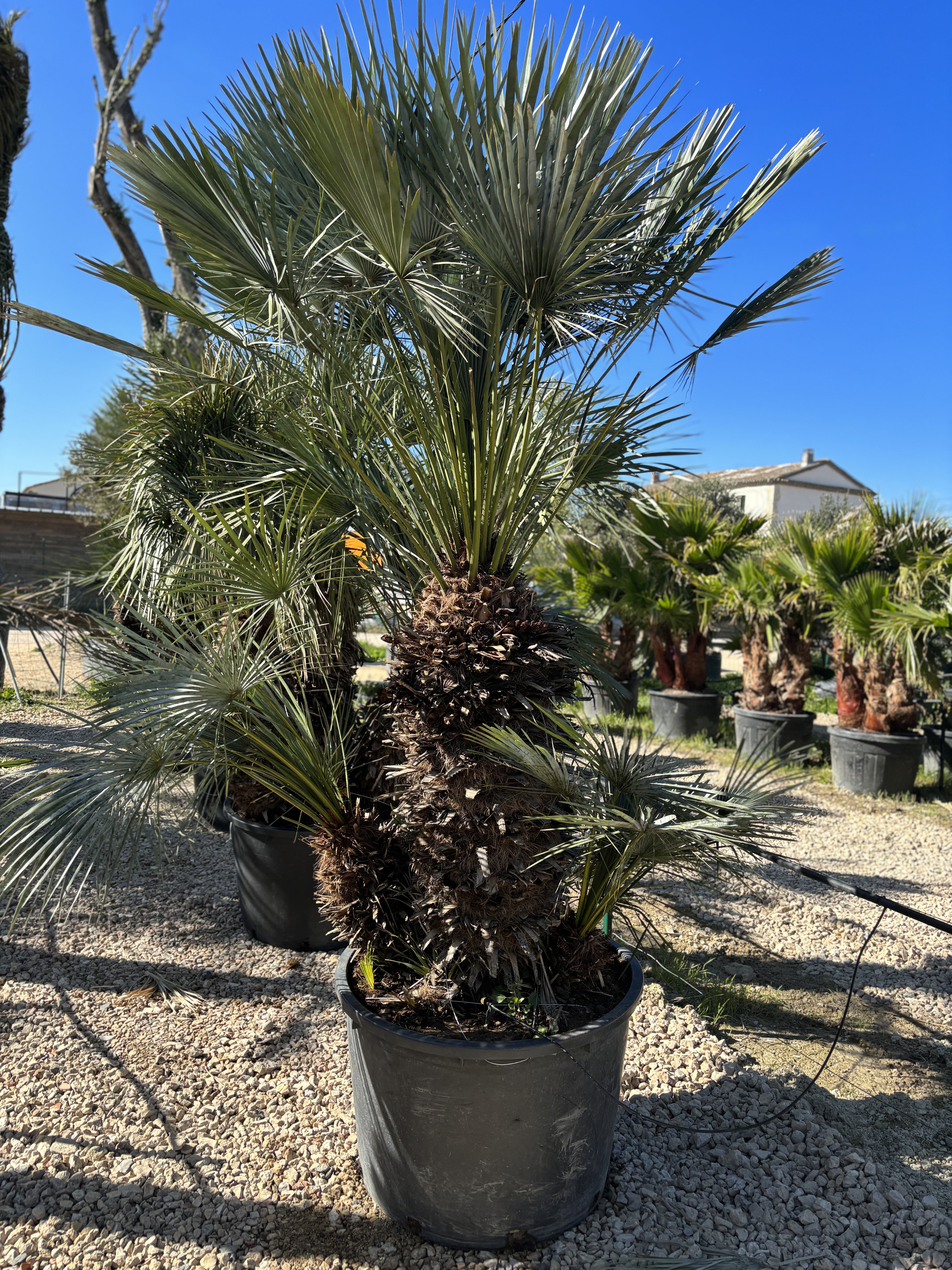 Palmier Chameorops humilis centenaire