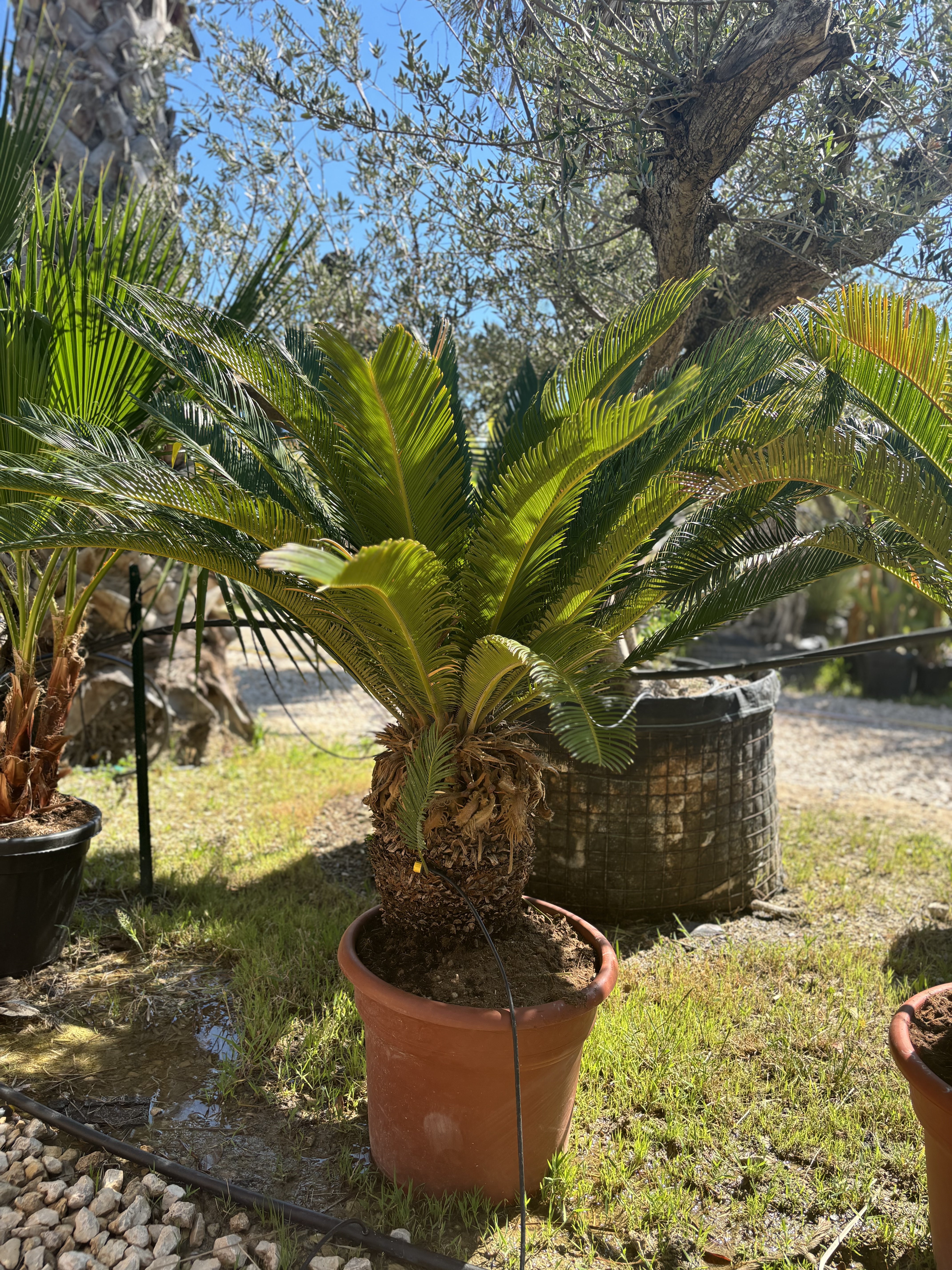 Cycas revoluta