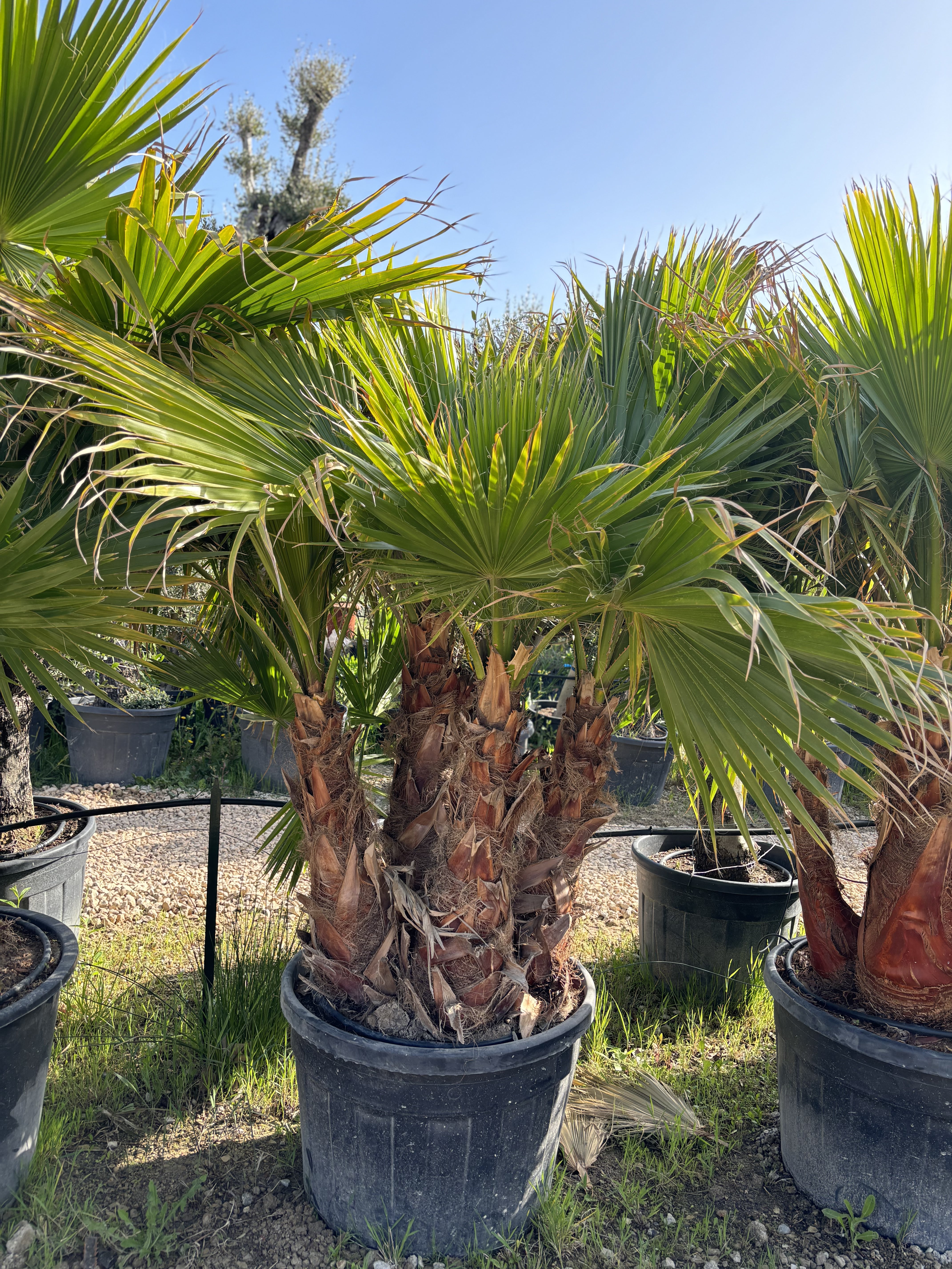 Groupe de washingtonia robusta 4 tronc