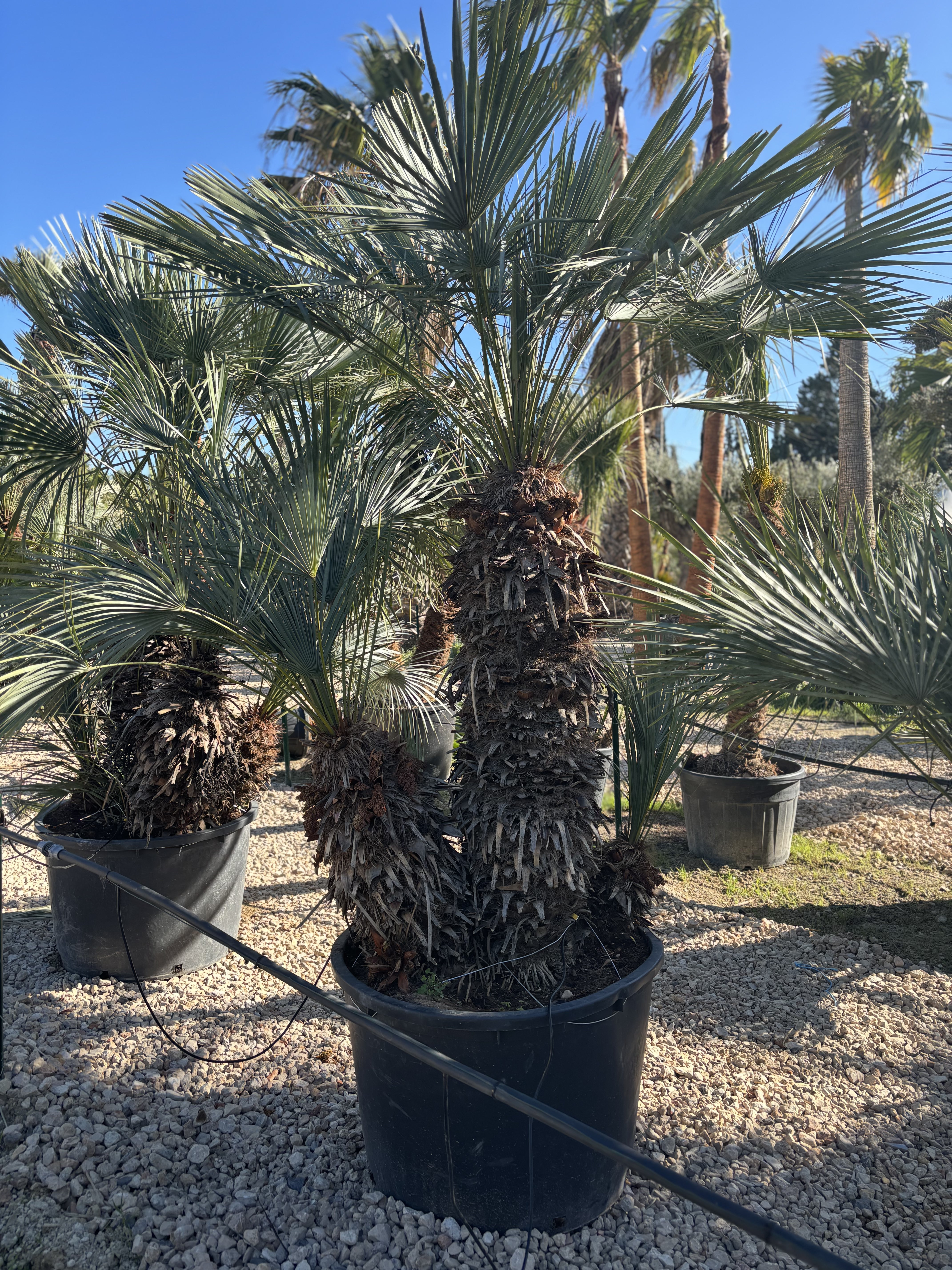 Palmier Chameorops humilis centenaire