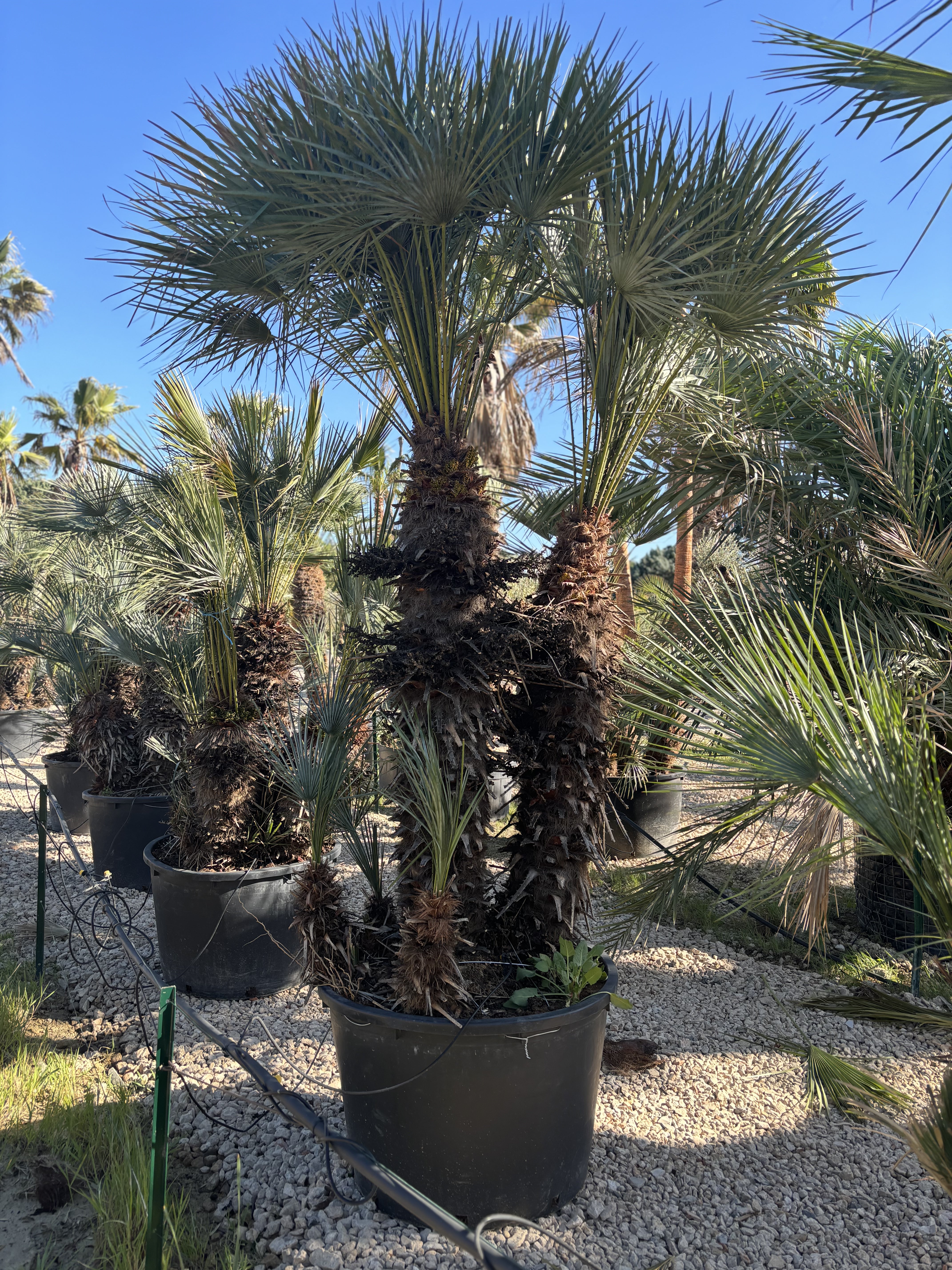 Palmier Chameorops humilis centenaire