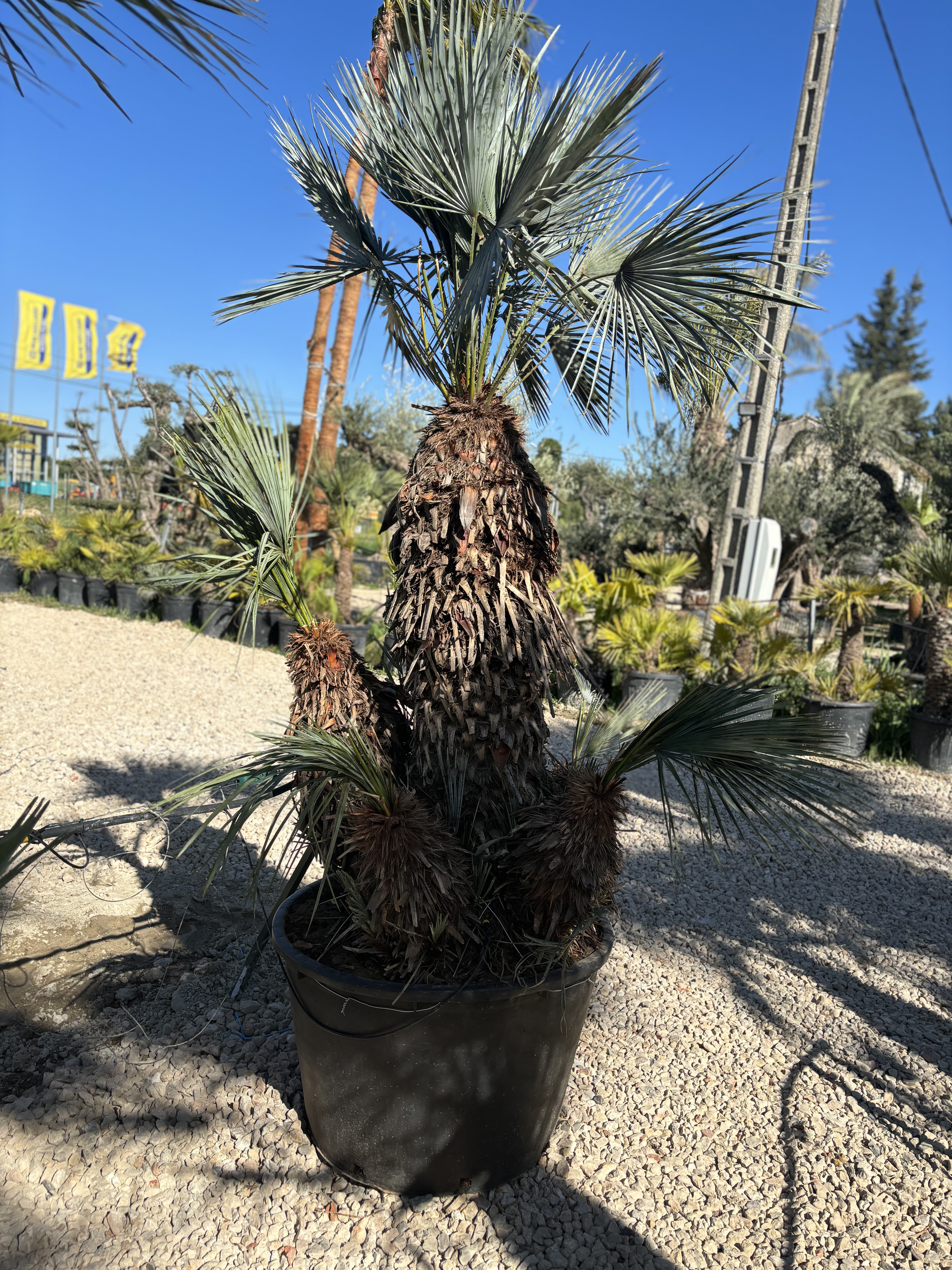 Palmier Chameorops humilis centenaire