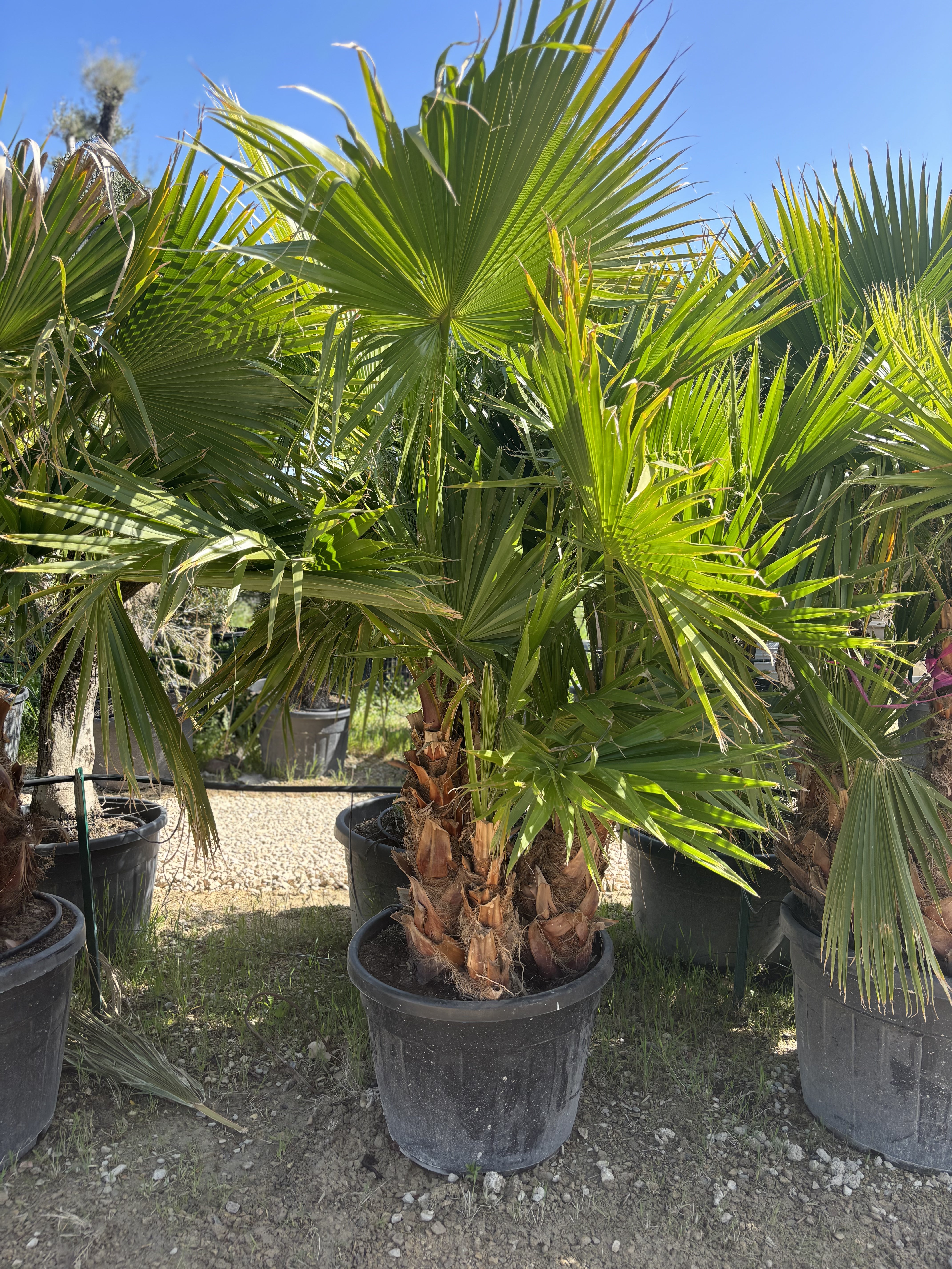 Groupe washingtonia robusta 4 tronc