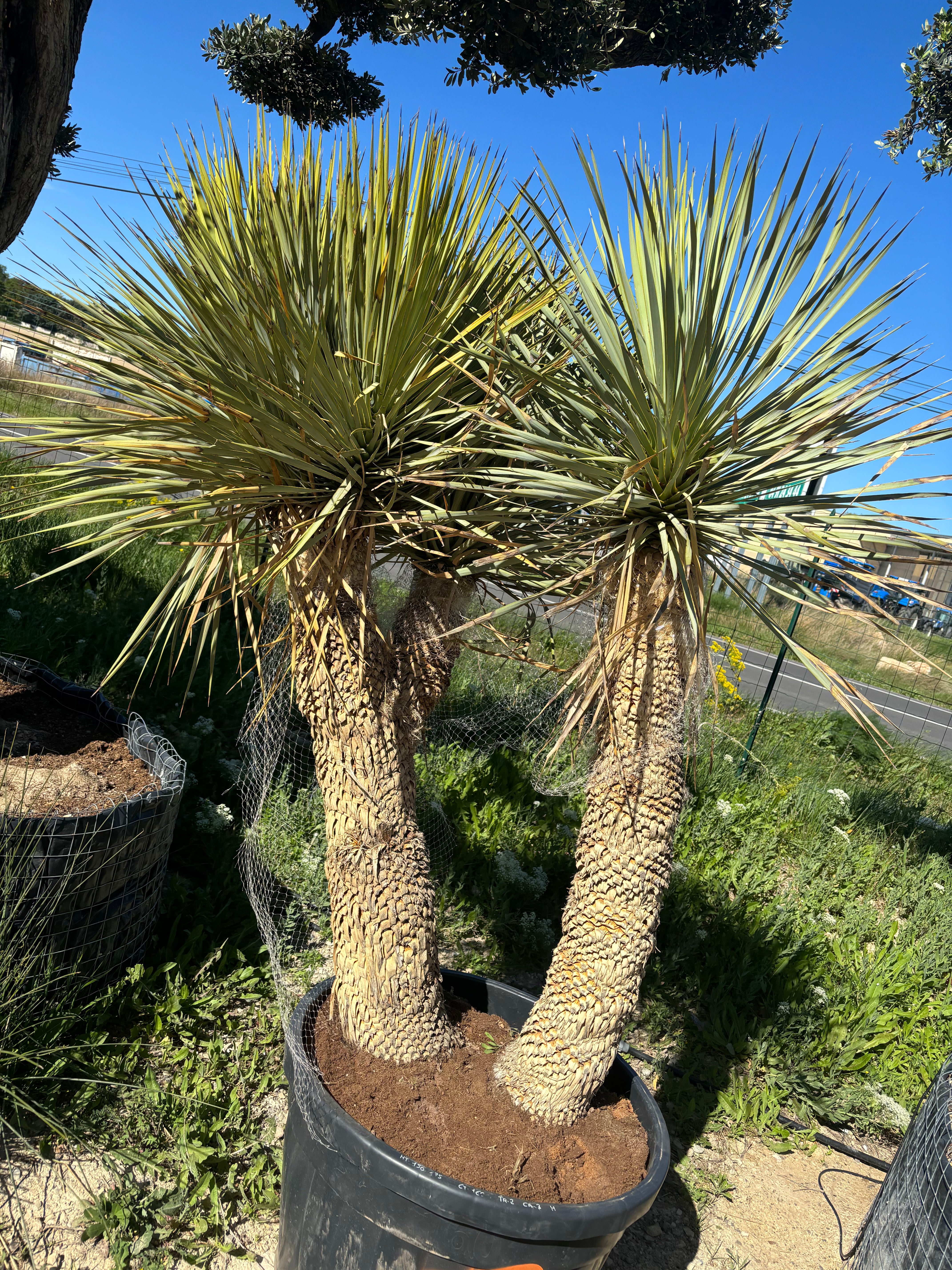 Yucca rostrata 3 troncs