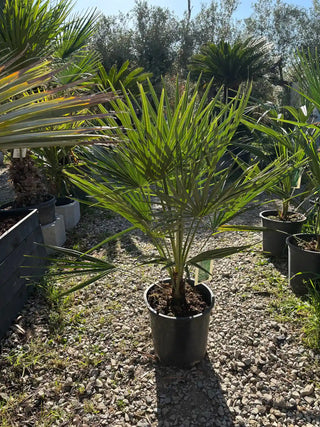 Palmier Chamaerops humilis Élégance Sculptée pour Jardin