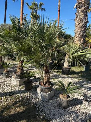 Palmier Chamaerops Humilis – Élégance Méditerranéenne Sculptée