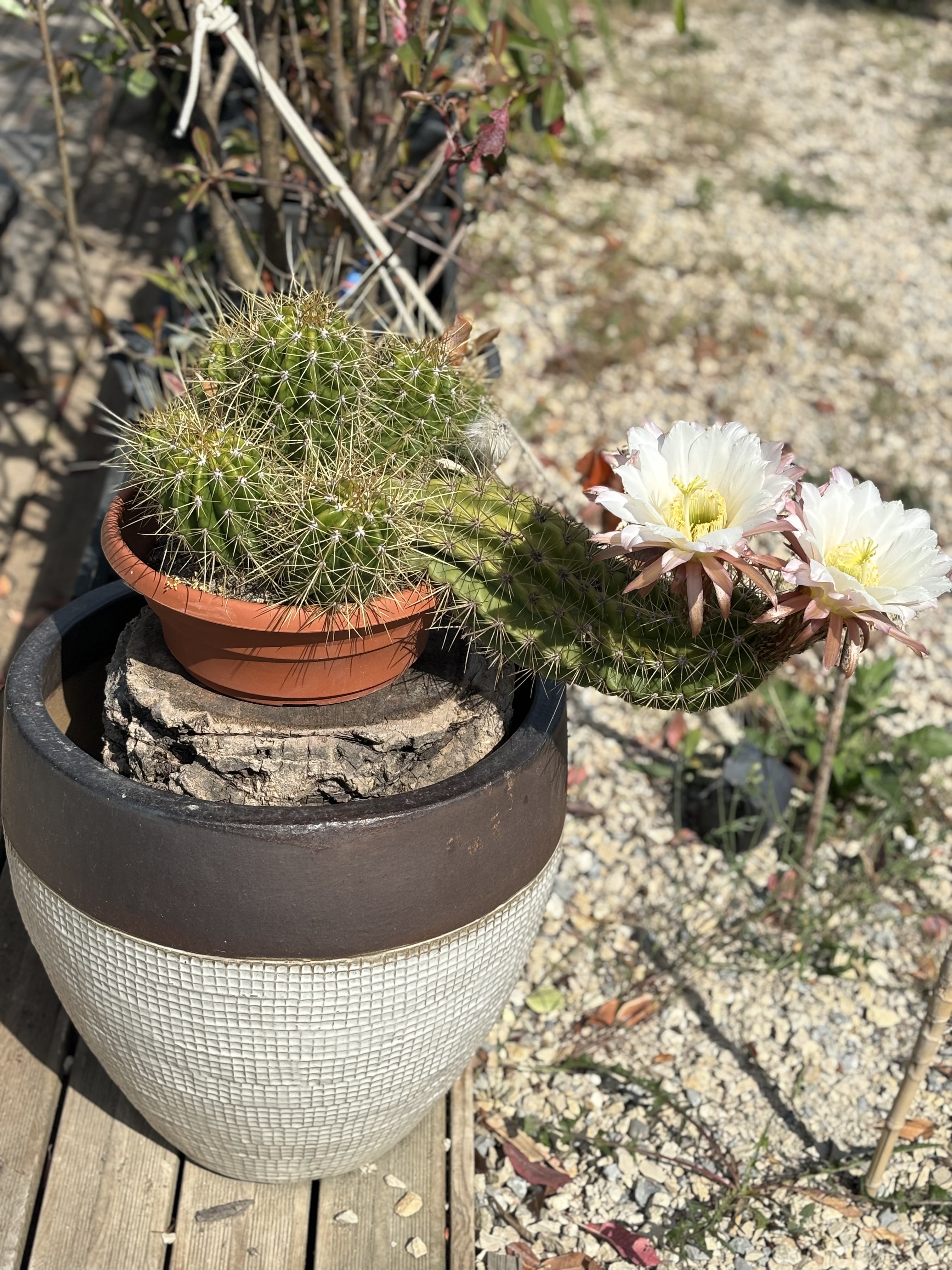 Cactus Echinocereus