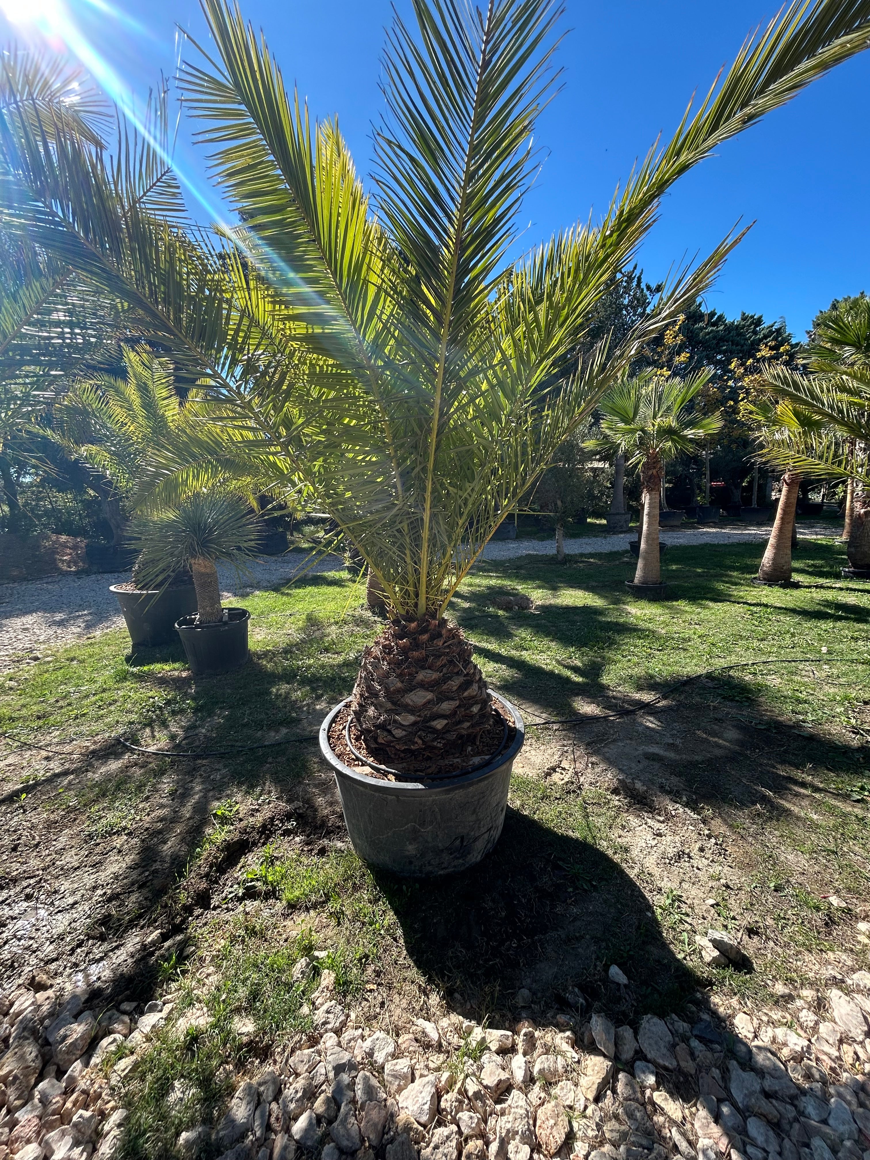 Palmier Phoenix Canariensis